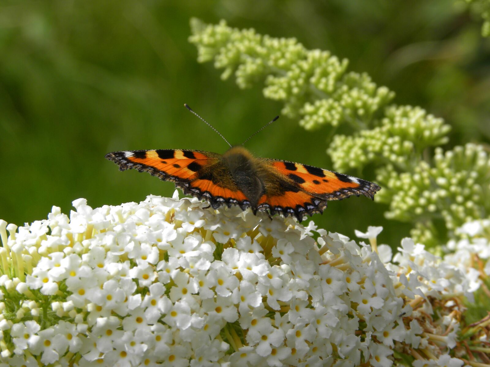 Nikon Coolpix P90 sample photo. Butterfly, nature, garden photography
