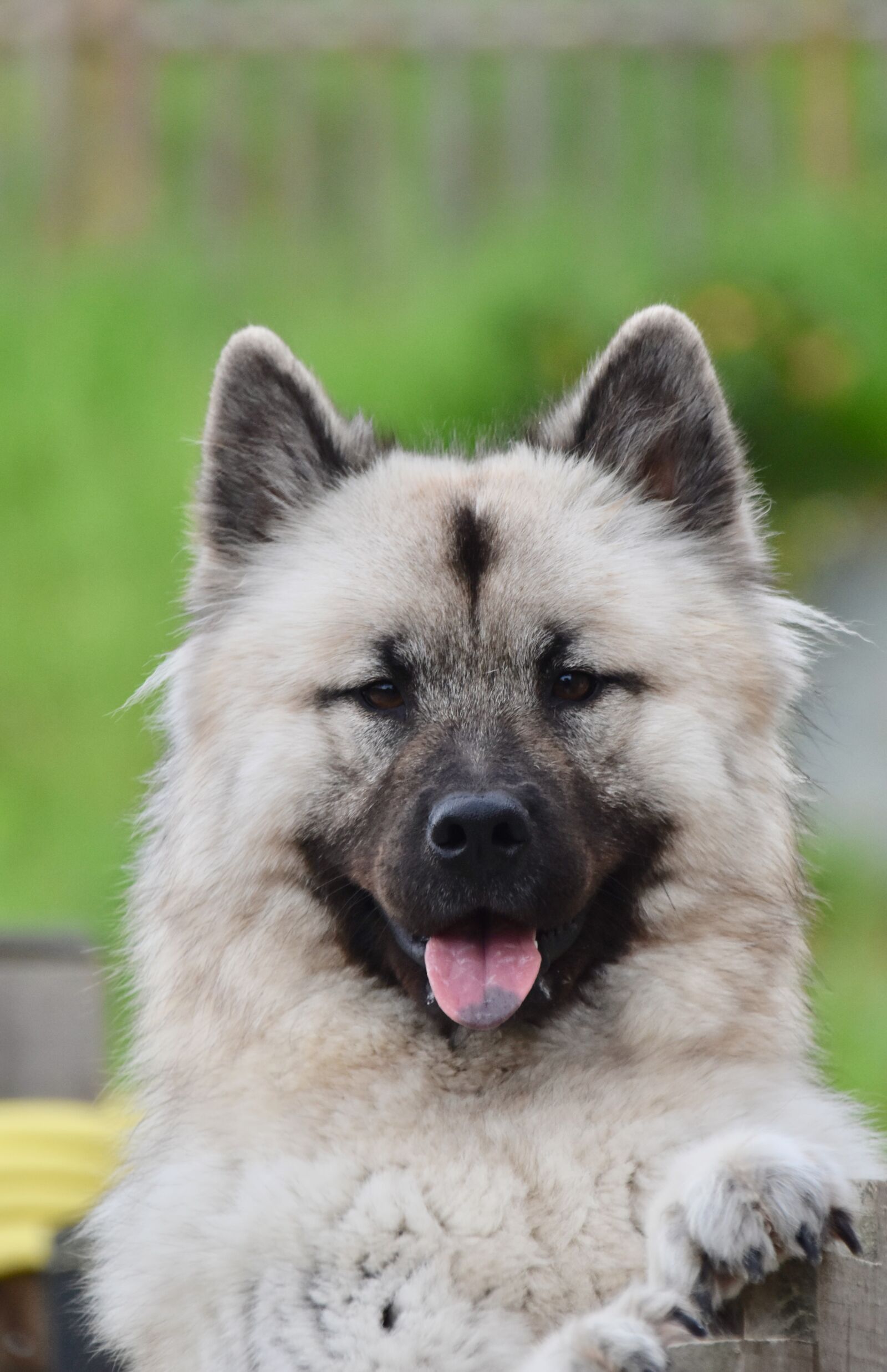 Nikon D5600 sample photo. Dog, bitch, dog eurasier photography