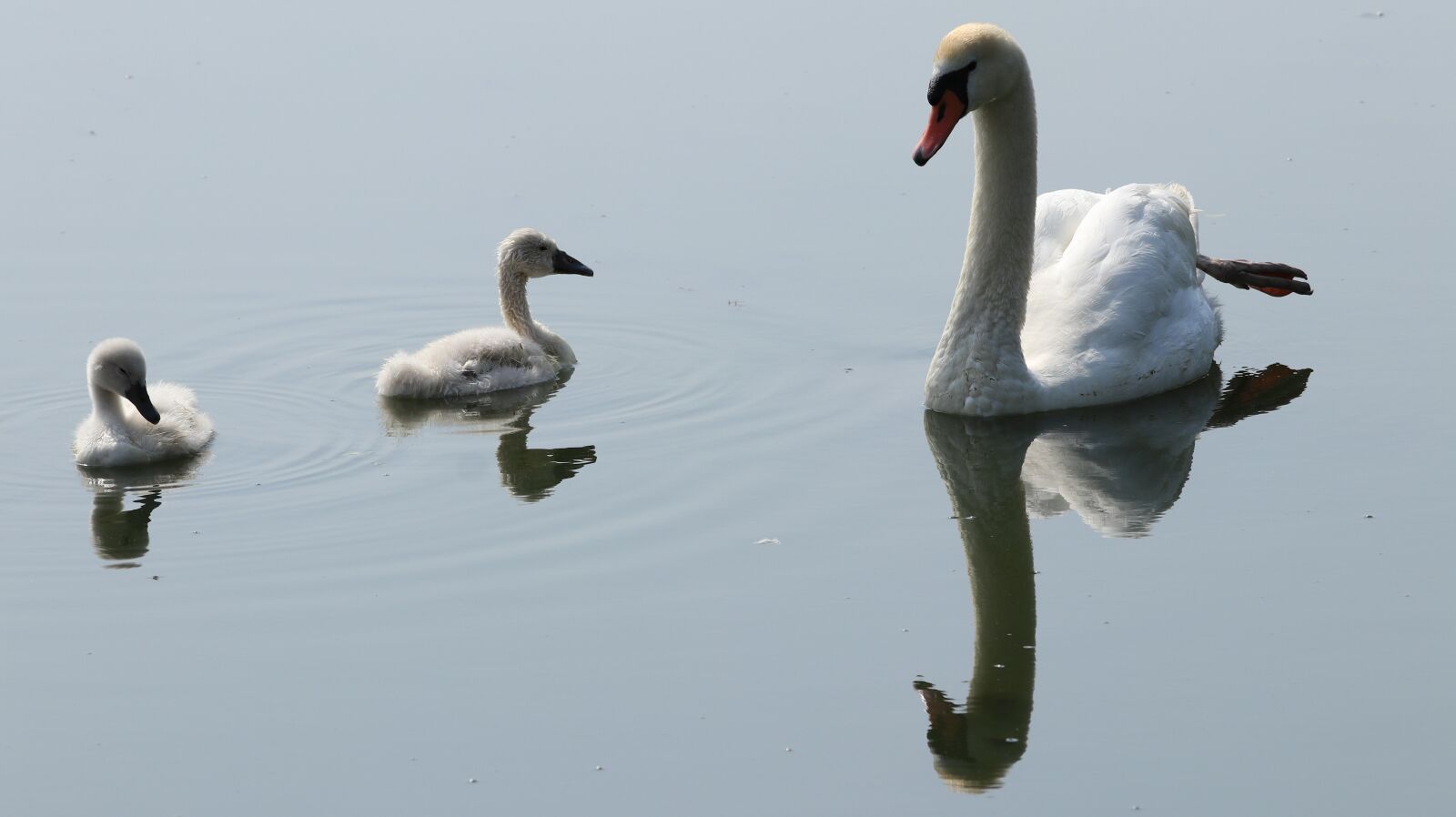 150-600mm F5-6.3 DG OS HSM | Contemporary 015 sample photo. Swan, boy, young photography