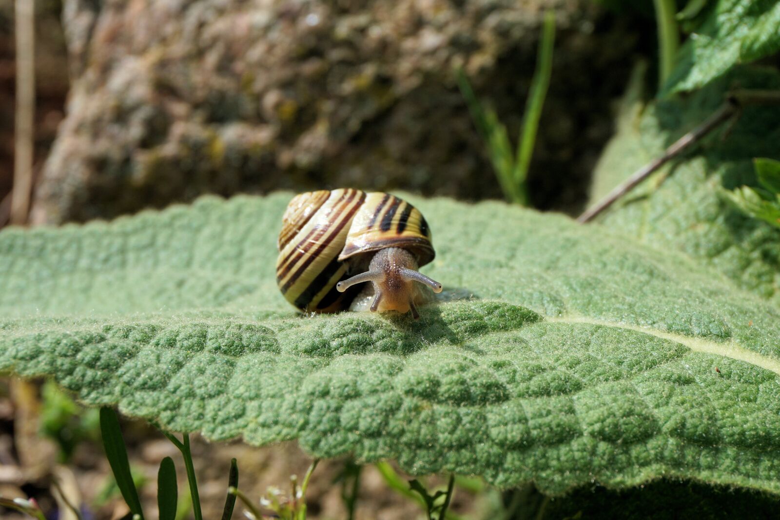 Sony a6000 sample photo. Snail, garden, shell photography