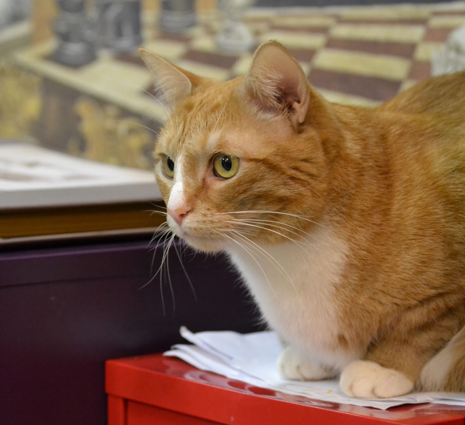 Nikon D3100 sample photo. Cat, redhead, pet photography