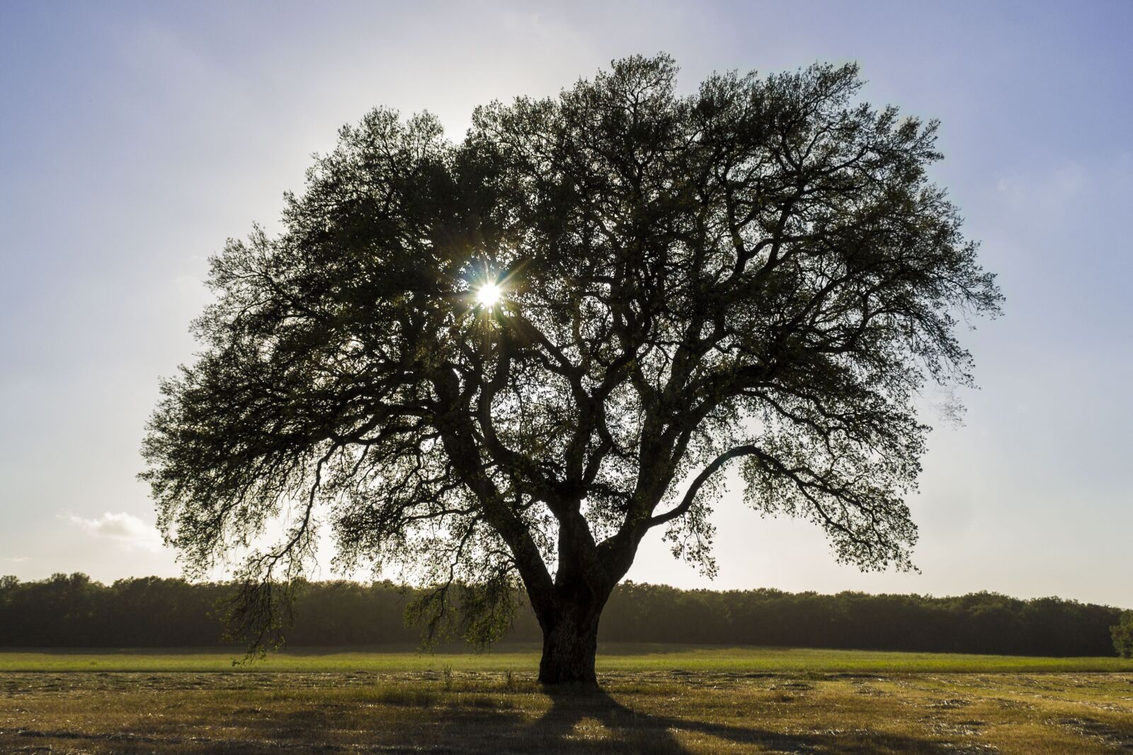 Canon EOS 1200D (EOS Rebel T5 / EOS Kiss X70 / EOS Hi) sample photo. Tree, sun, stream photography