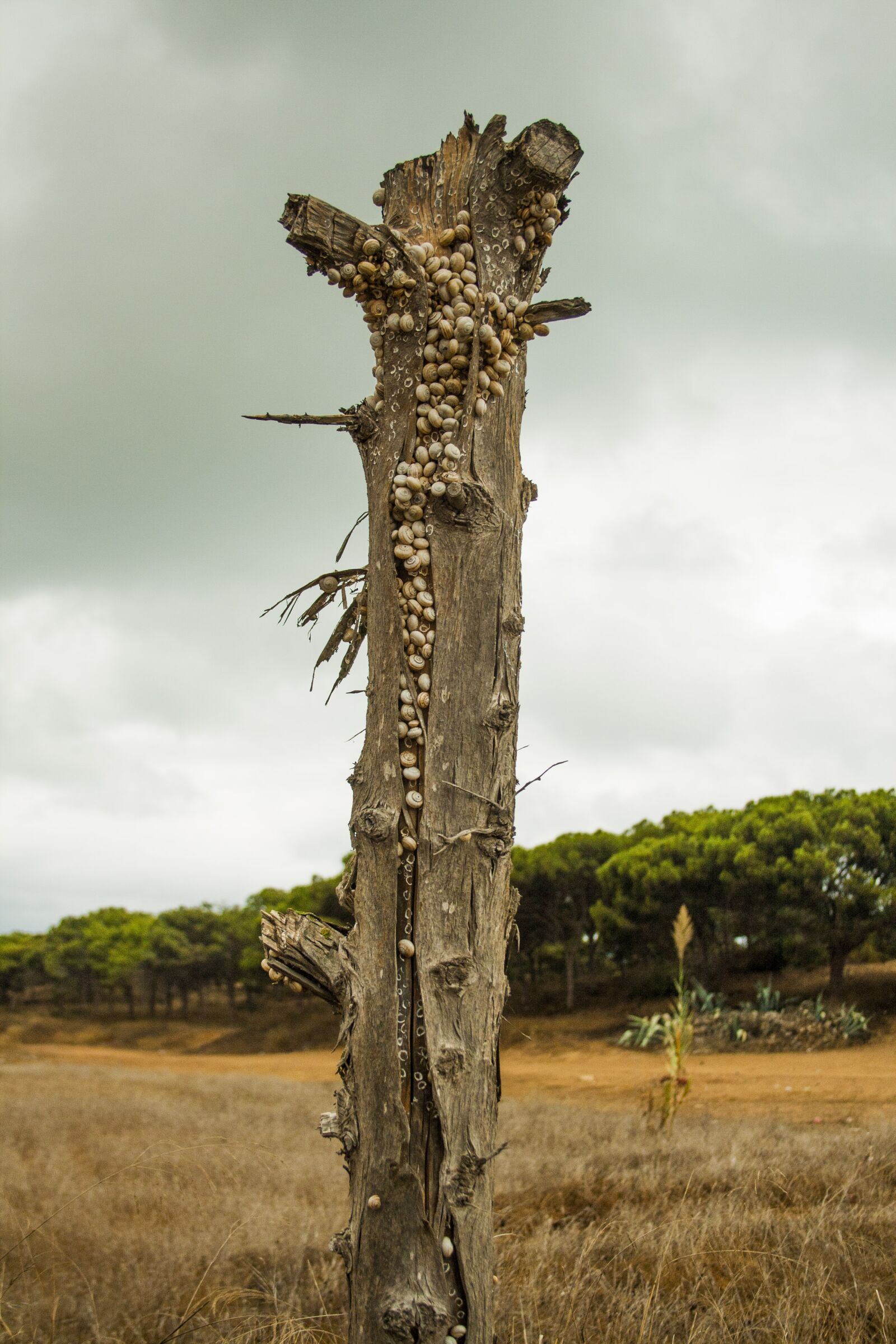 Canon EF-S 18-55mm F3.5-5.6 II sample photo. Snails, tree stump, bark photography