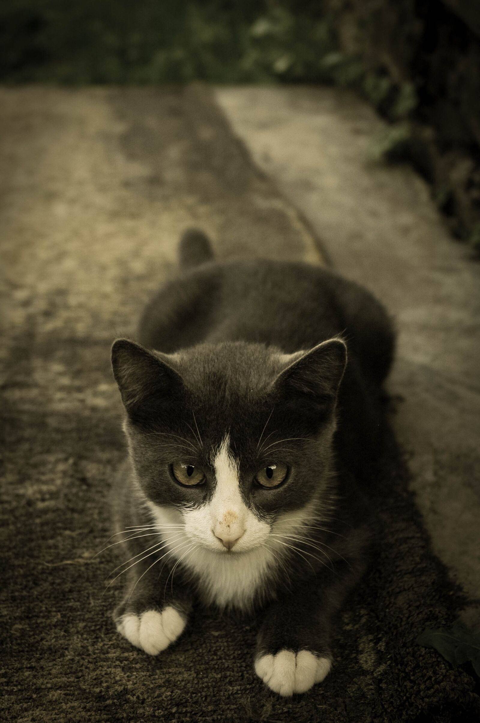 Nikon D70s sample photo. Animal, cat, cute photography