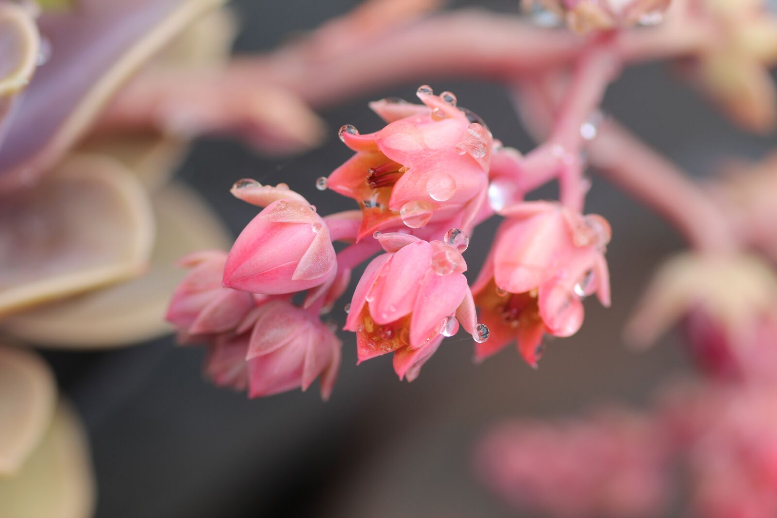 Canon EOS 600D (Rebel EOS T3i / EOS Kiss X5) sample photo. Echeveria, succulent, flower photography