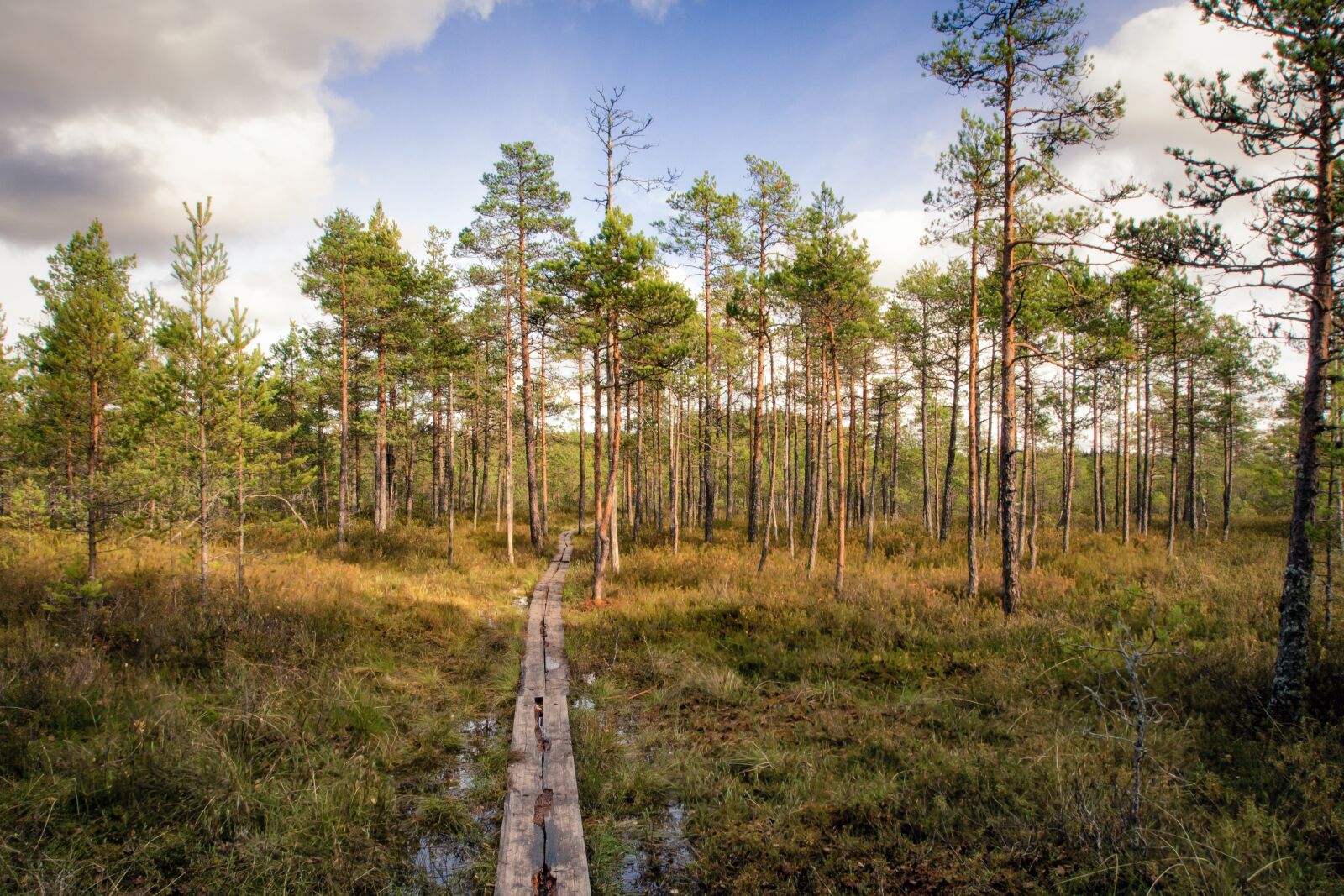 Olympus OM-D E-M5 sample photo. Footpath, forest, swamp photography