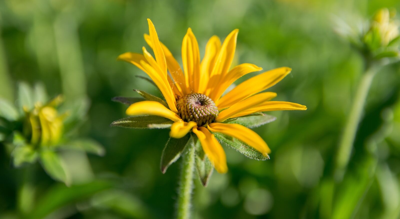Nikon D5300 sample photo. Yellow, flower, petals photography