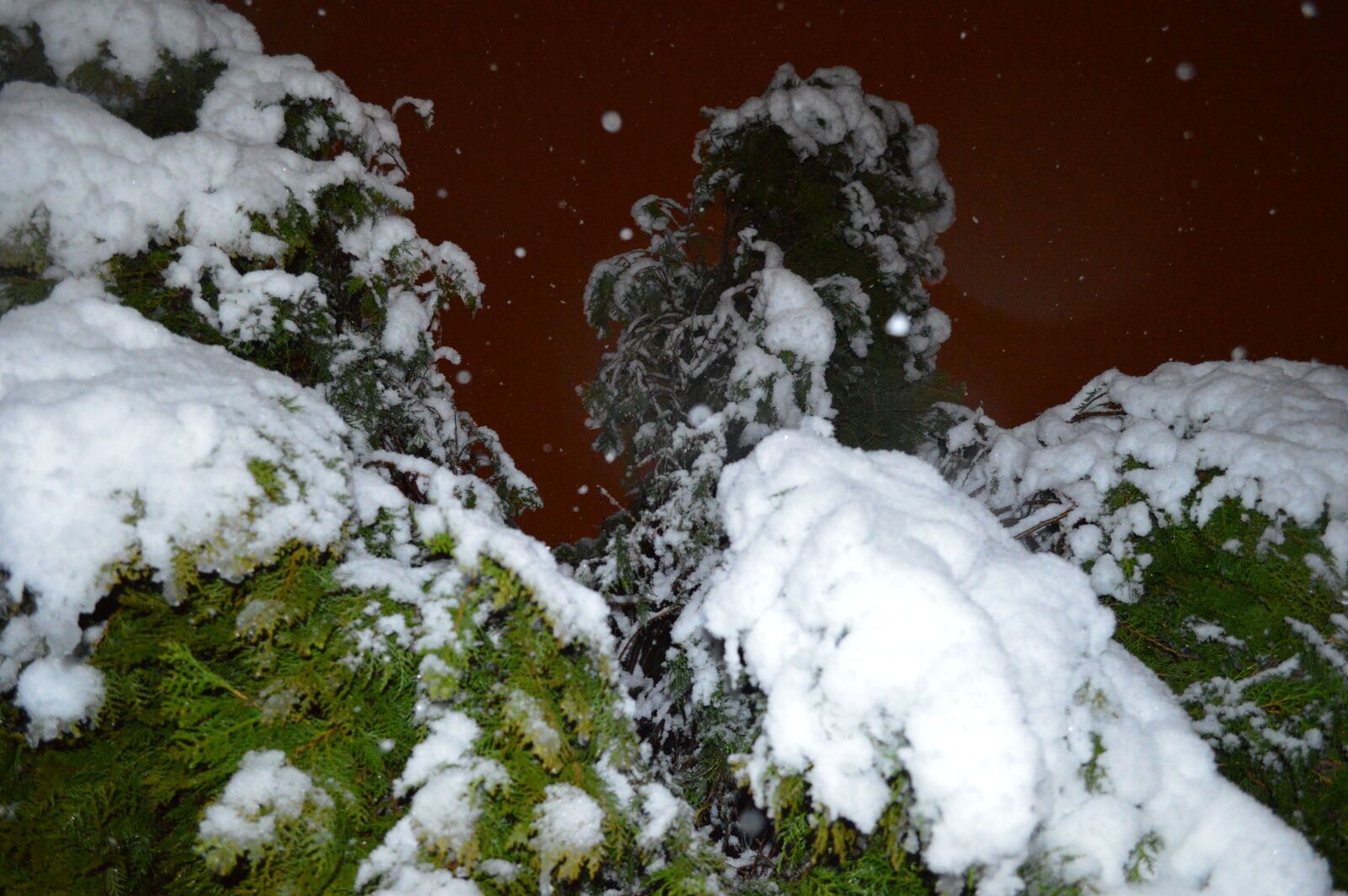 Nikon D3200 sample photo. Snow, tree, winter photography