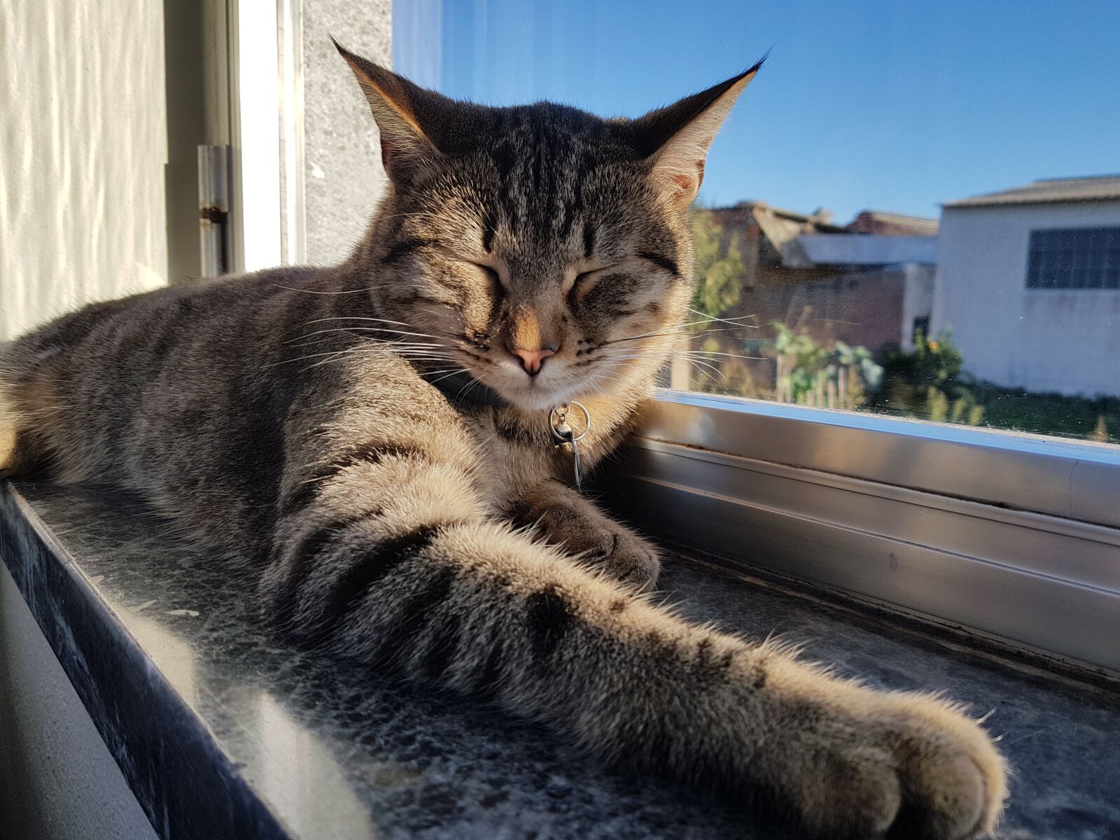 Samsung Galaxy S7 sample photo. The cat's asleep, animal photography