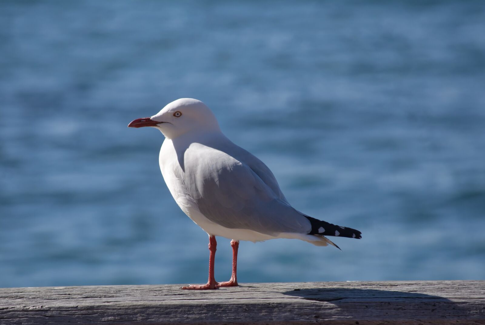 Nikon D5200 sample photo. Seagull, bird, fly photography