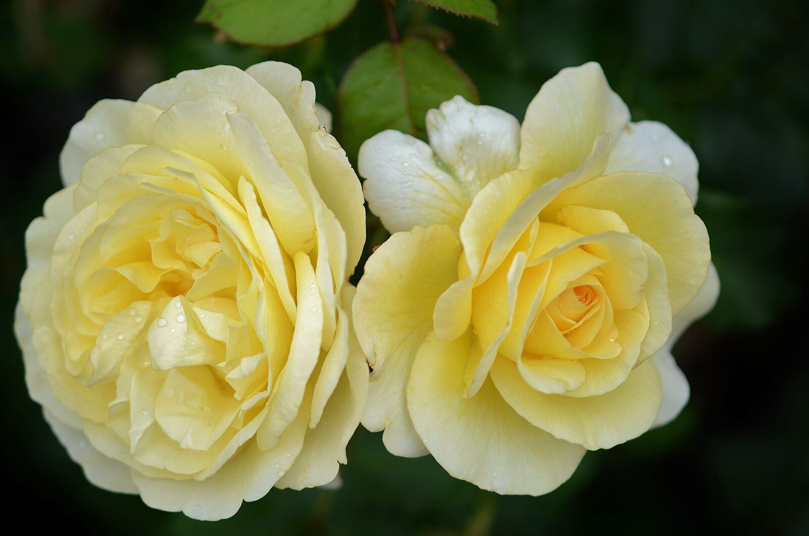 Nikon D7000 sample photo. Rose, flower, natur photography