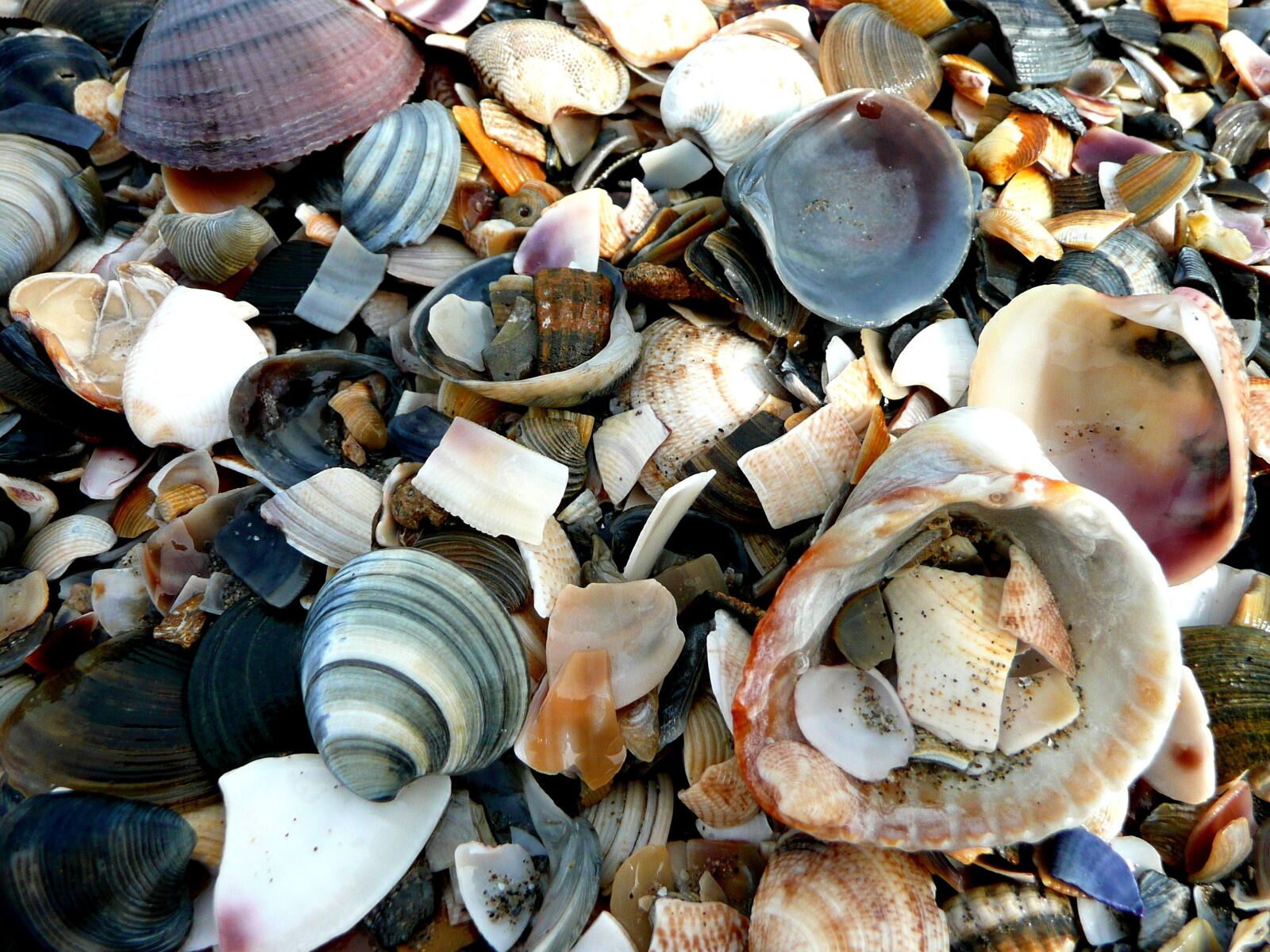 Panasonic DMC-TZ3 sample photo. Mussels, shard, beach photography