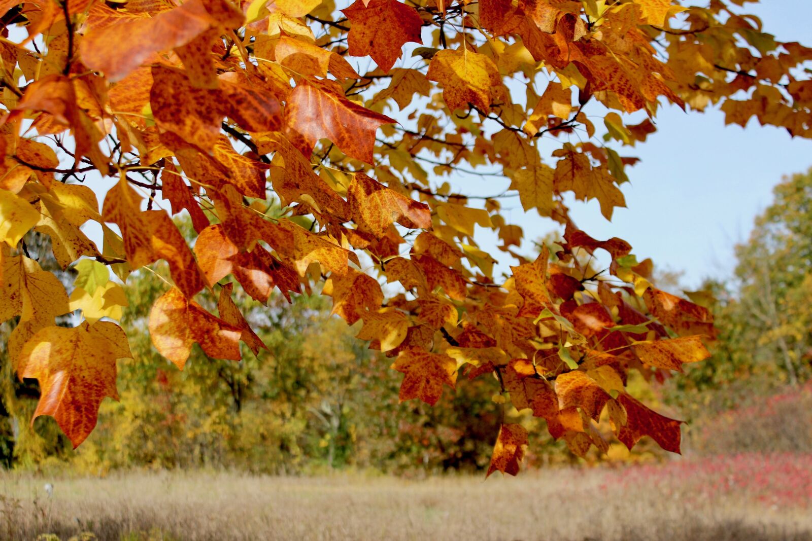 Canon EOS 600D (Rebel EOS T3i / EOS Kiss X5) sample photo. Fall, autumn, leaves photography