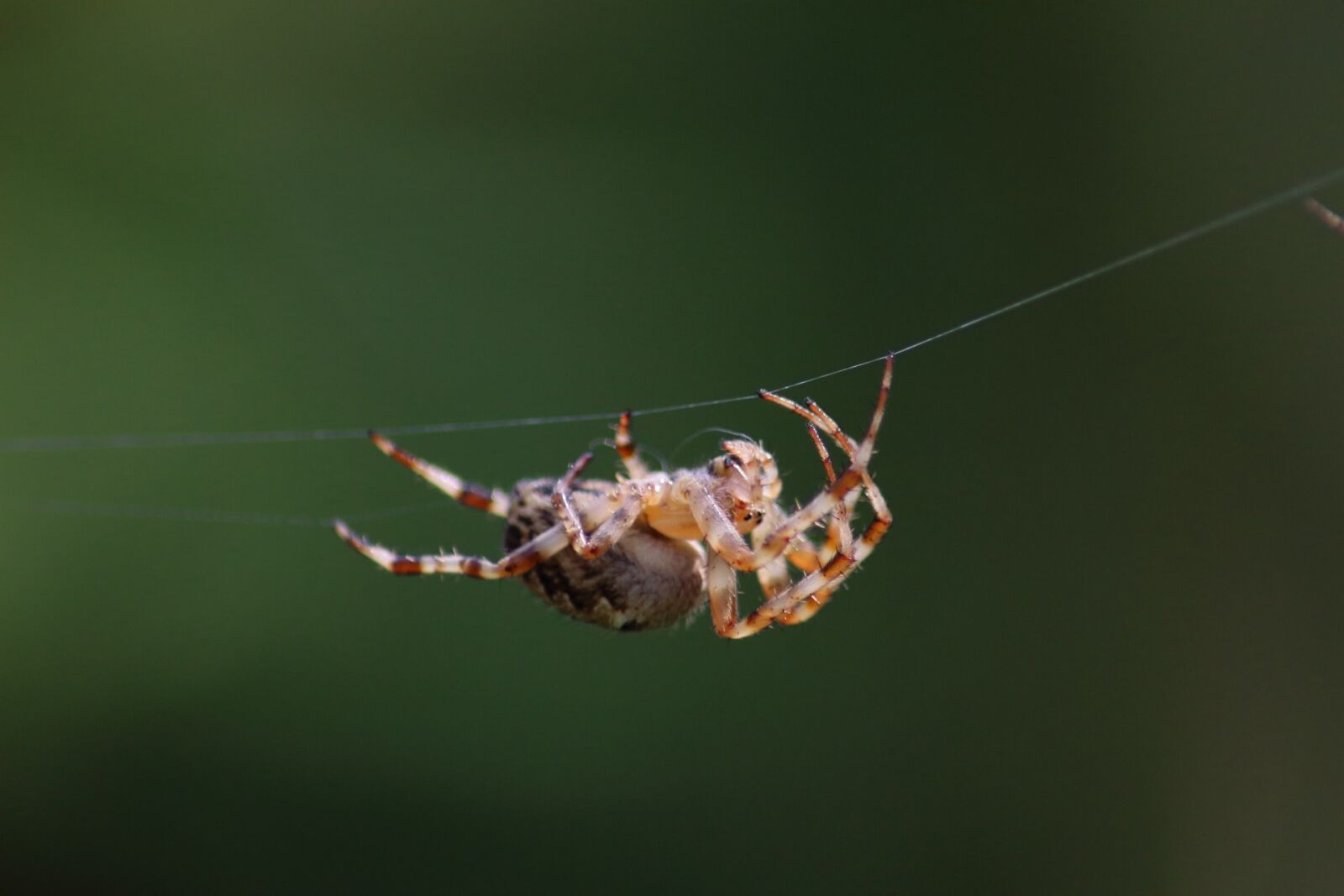 Canon EOS 1200D (EOS Rebel T5 / EOS Kiss X70 / EOS Hi) sample photo. Insect, spider, nature photography