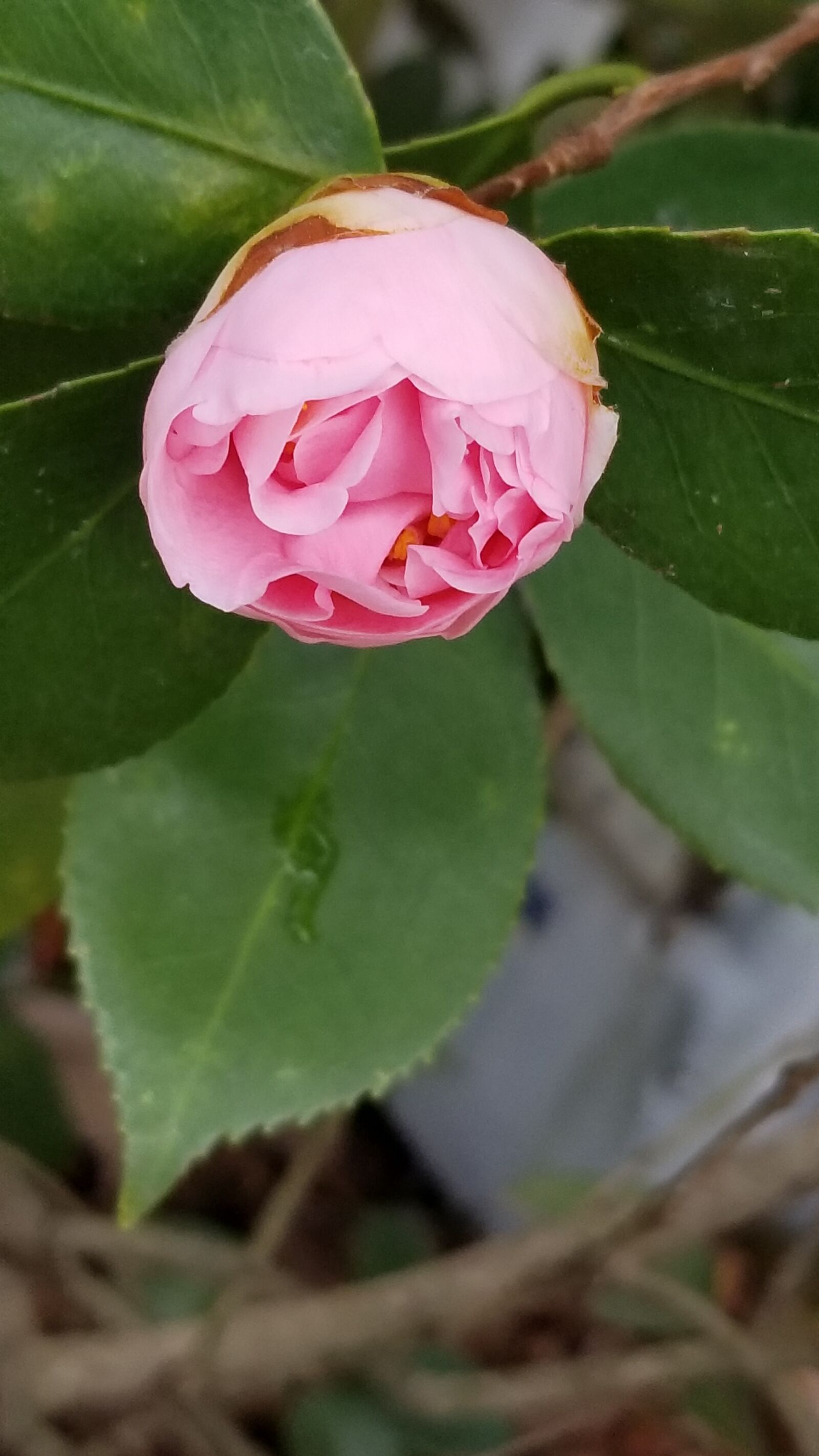 Samsung Galaxy S8+ sample photo. Leaf, nature, flower photography
