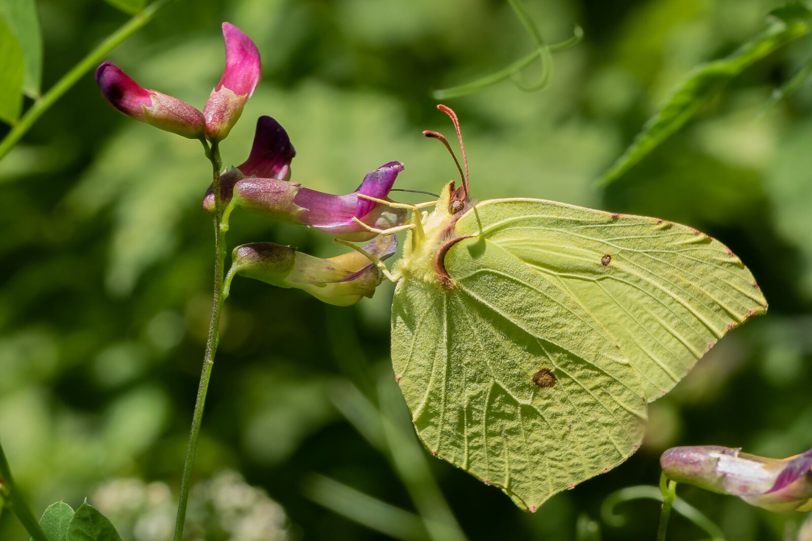 Canon EOS 7D Mark II sample photo. Butterfly, blossom, bloom photography