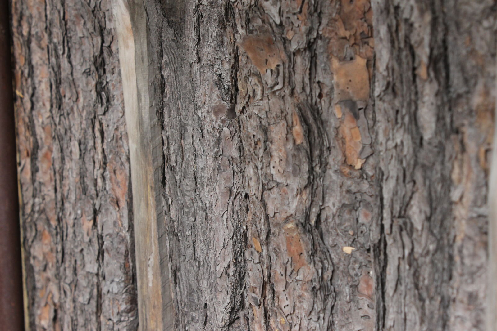 Canon EOS 1100D (EOS Rebel T3 / EOS Kiss X50) sample photo. Texture, tree, wood photography