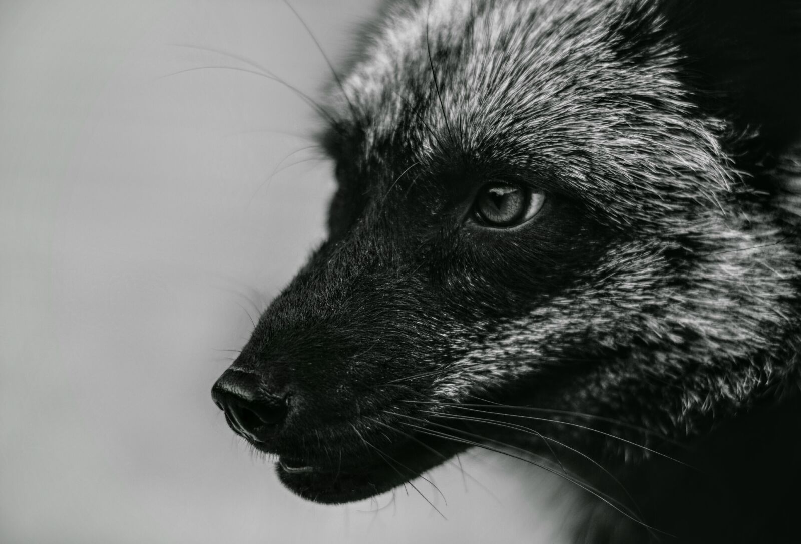 Nikon D90 sample photo. Fox, foxes, vulpes photography