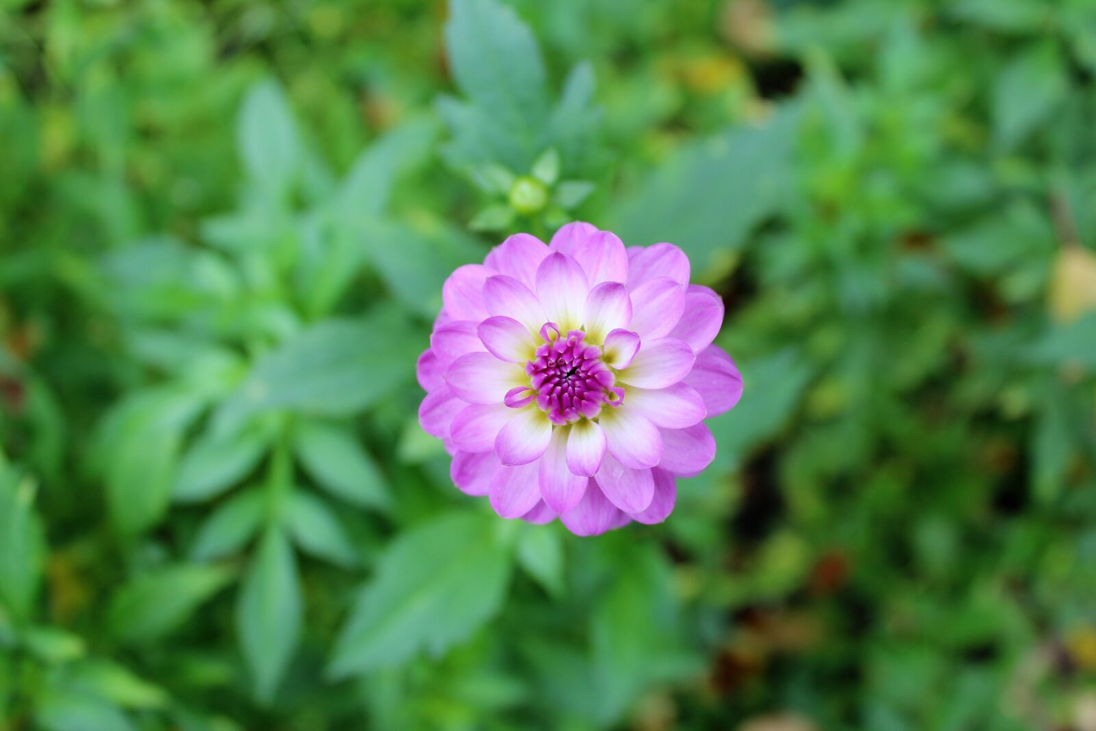 Canon EOS 600D (Rebel EOS T3i / EOS Kiss X5) sample photo. Dahlia, autumn, flower photography
