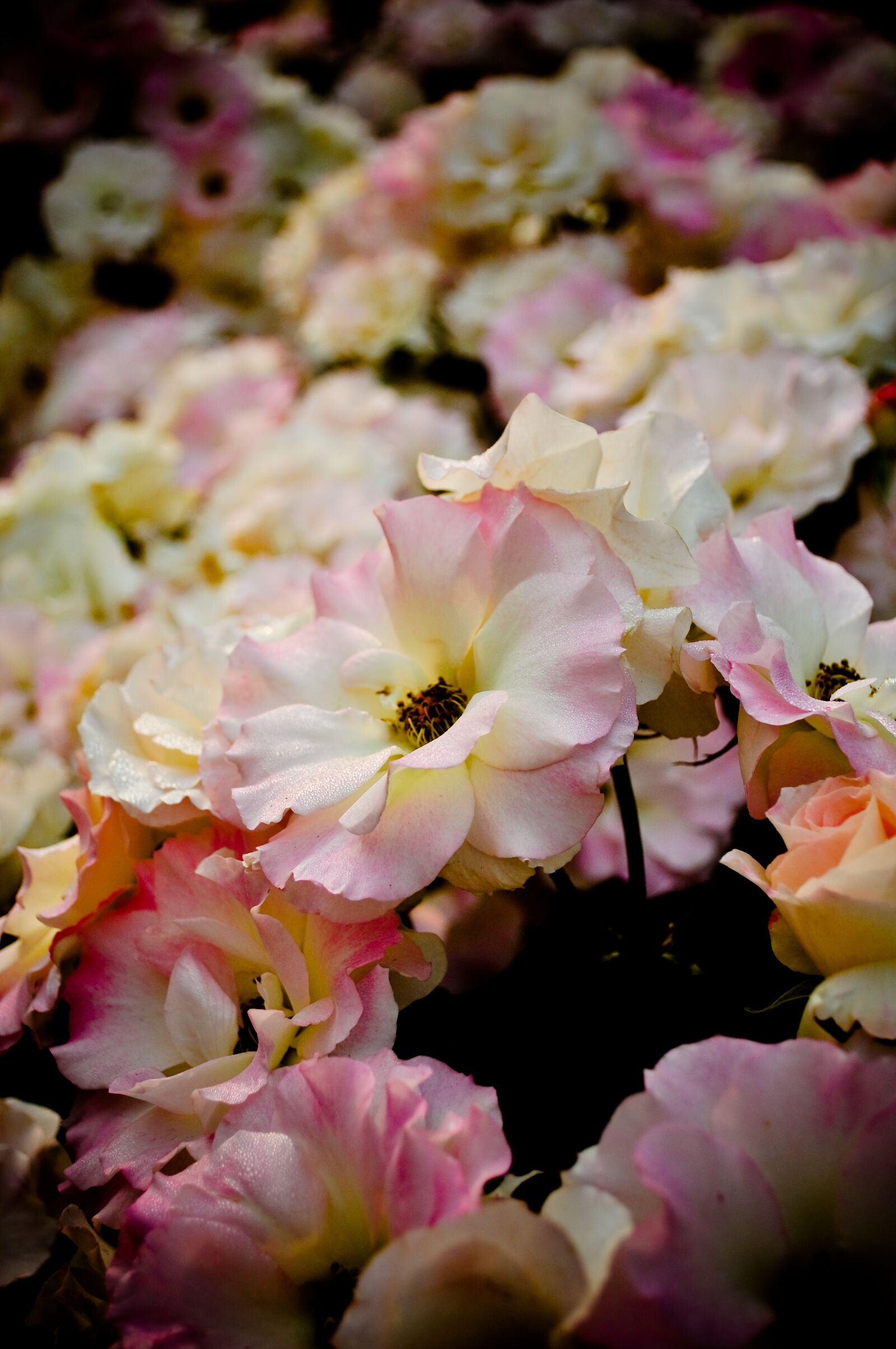 Nikon D5000 sample photo. Roses, rose, bloom photography