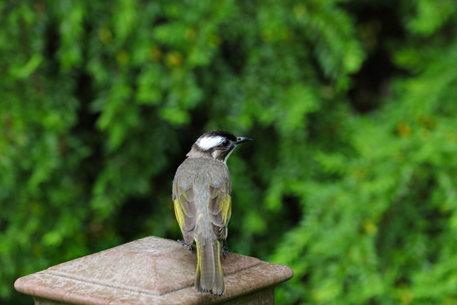 Canon EOS 5DS sample photo. Bird, animal, little bird photography