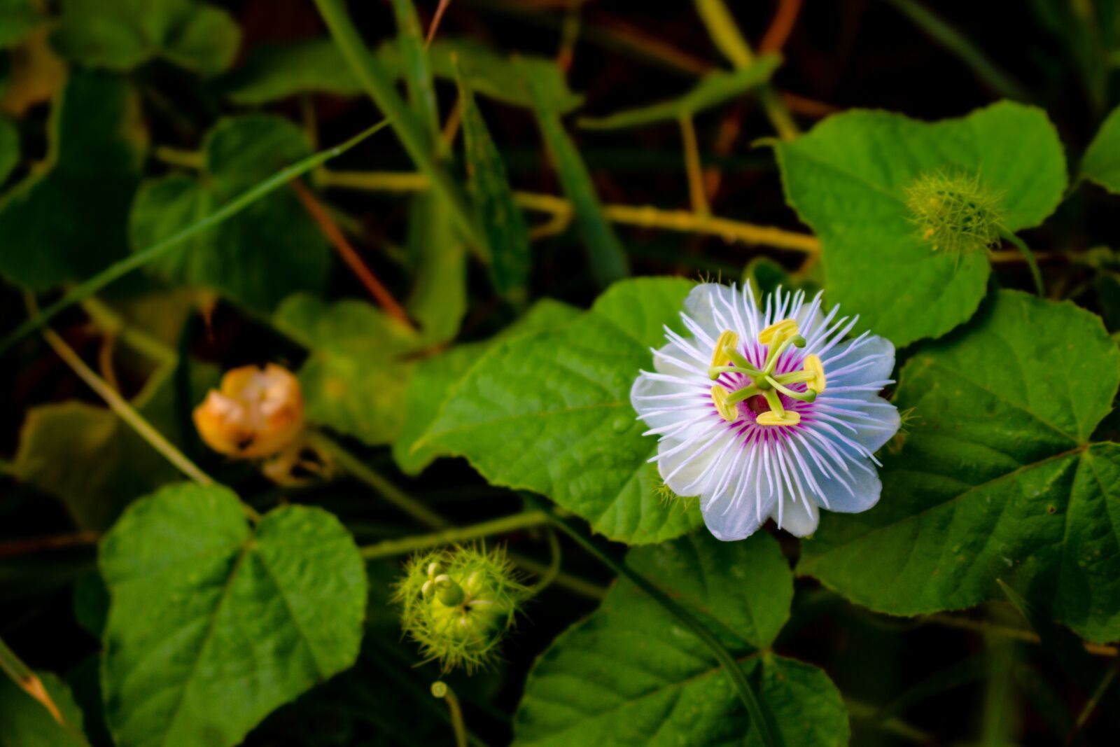 Canon EOS 700D (EOS Rebel T5i / EOS Kiss X7i) sample photo. Flowering grass, flower, mead photography