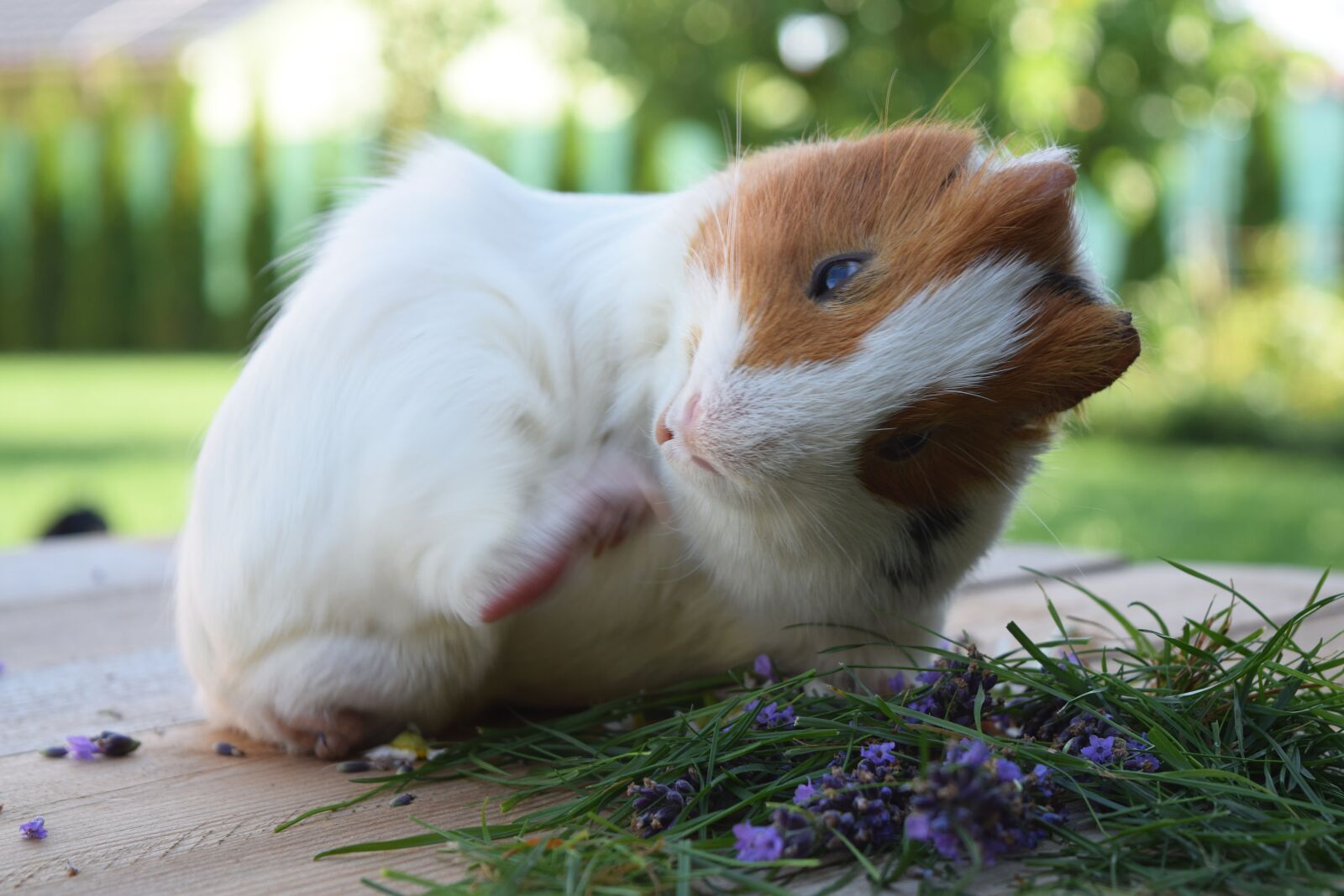 Nikon D3300 sample photo. Billy, guineapig, pig photography