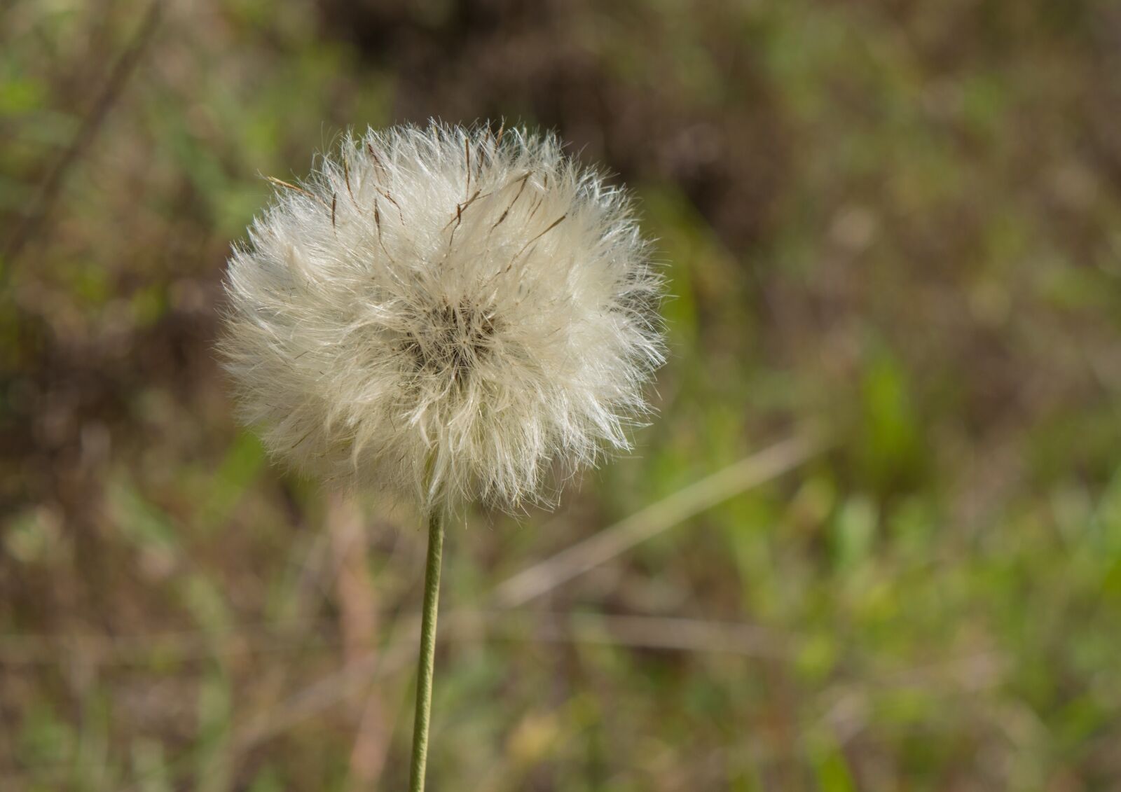 Nikon D3200 sample photo. Dandelion, dente de leao photography