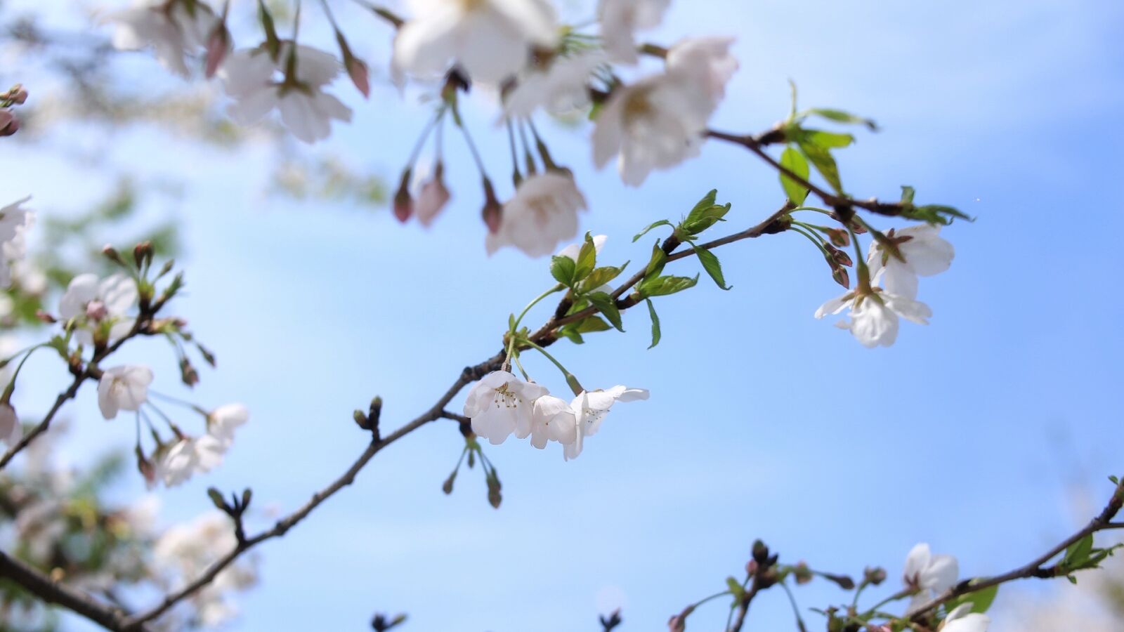 Canon EOS 6D sample photo. Artistic conception, spring, cherry photography