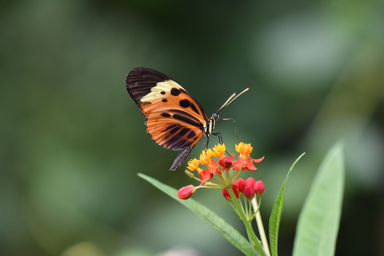 Nikon D750 sample photo. Garden, spring, insect photography