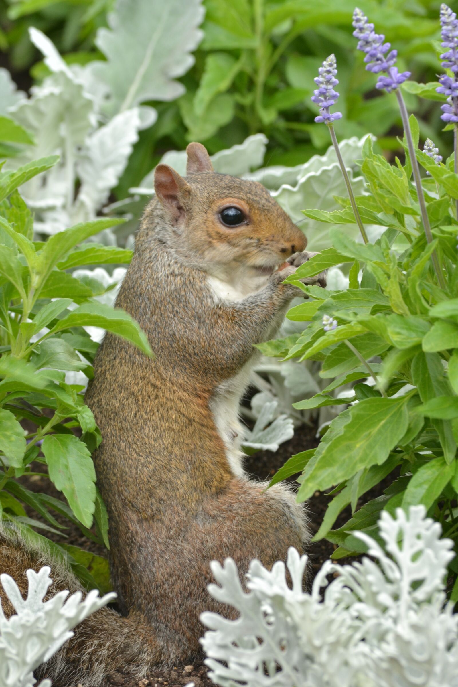 Nikon D3100 sample photo. Squirrel, animals, wild photography