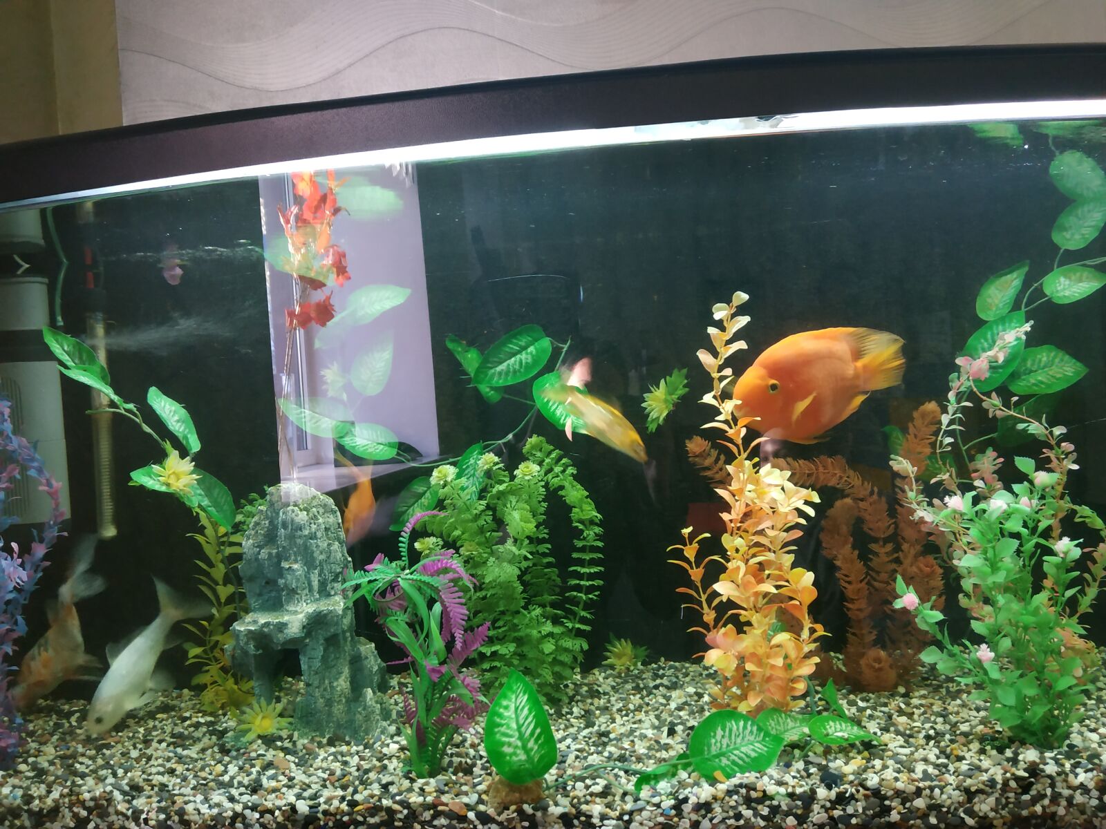 Xiaomi Redmi Note 5 sample photo. Aquarium, fish, weed photography