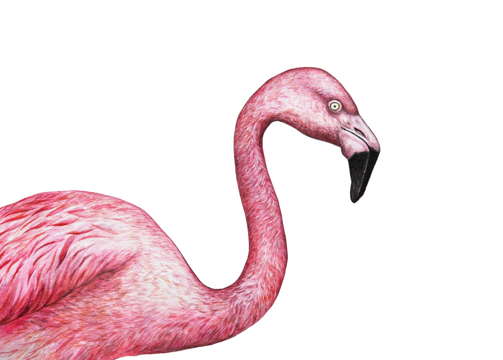 Canon EOS 5D Mark II sample photo. Flamingo, exotic, bird photography