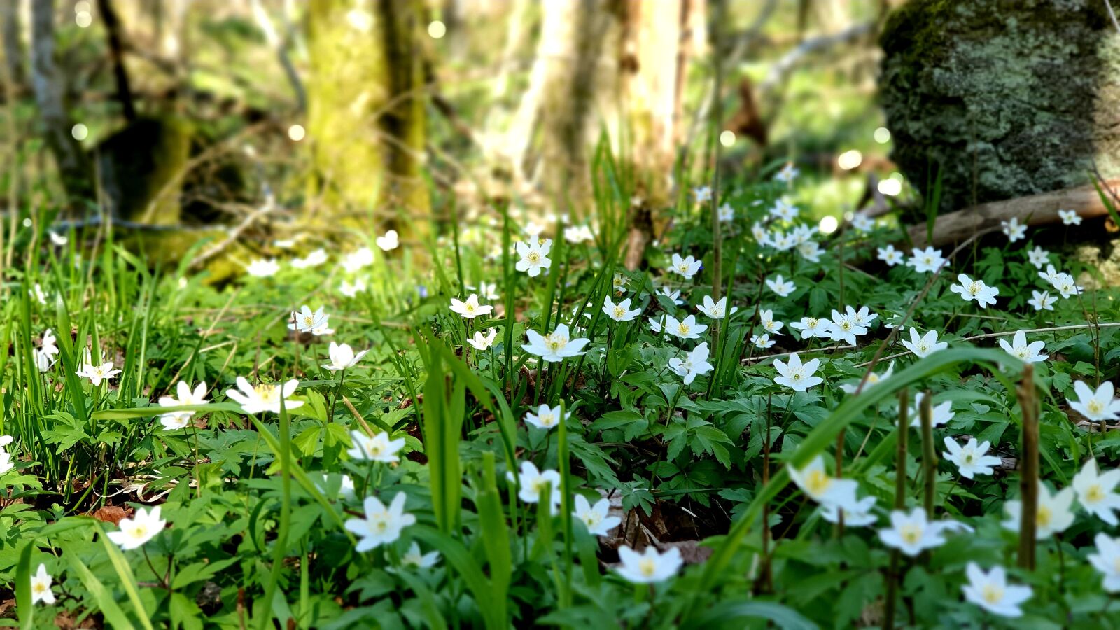 Samsung Galaxy S10+ sample photo. Flowers, forest, ground photography