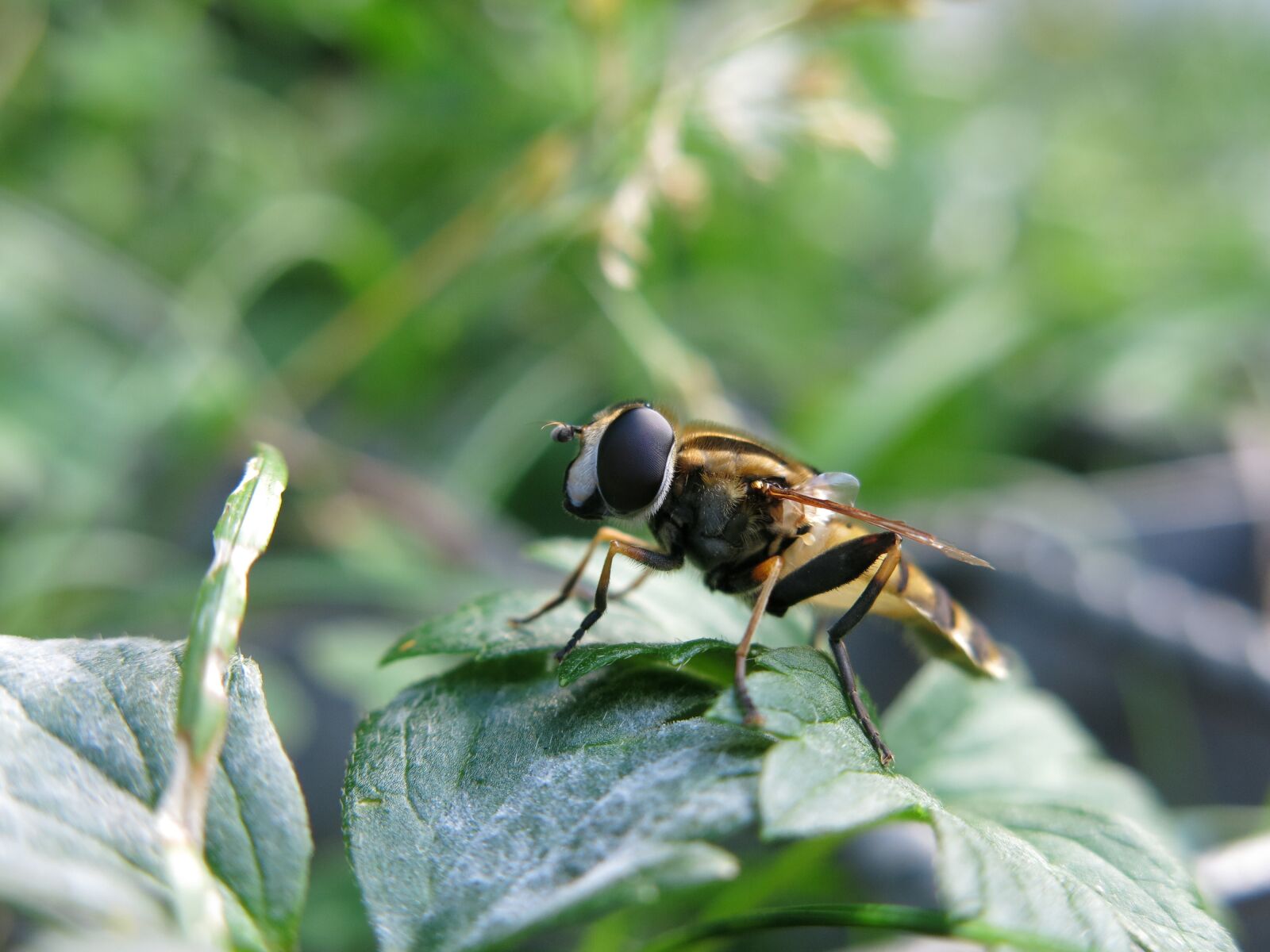 Canon PowerShot G15 sample photo. Great swamp hover fly photography