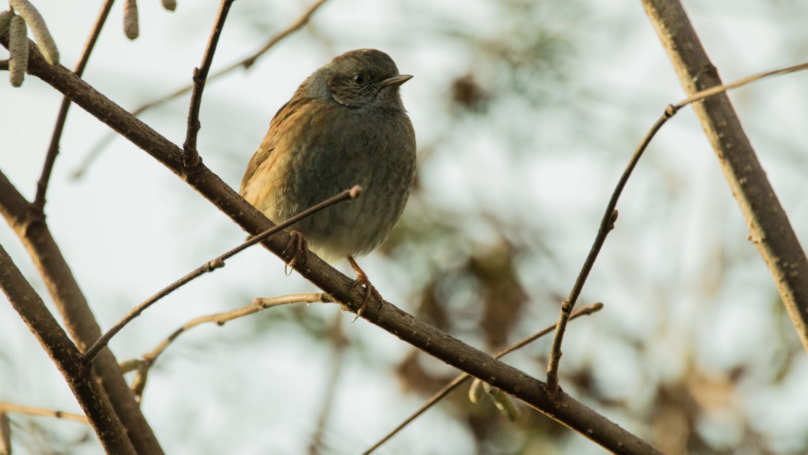 150-600mm F5-6.3 DG OS HSM | Contemporary 015 sample photo. Dunnock, garden, bird photography