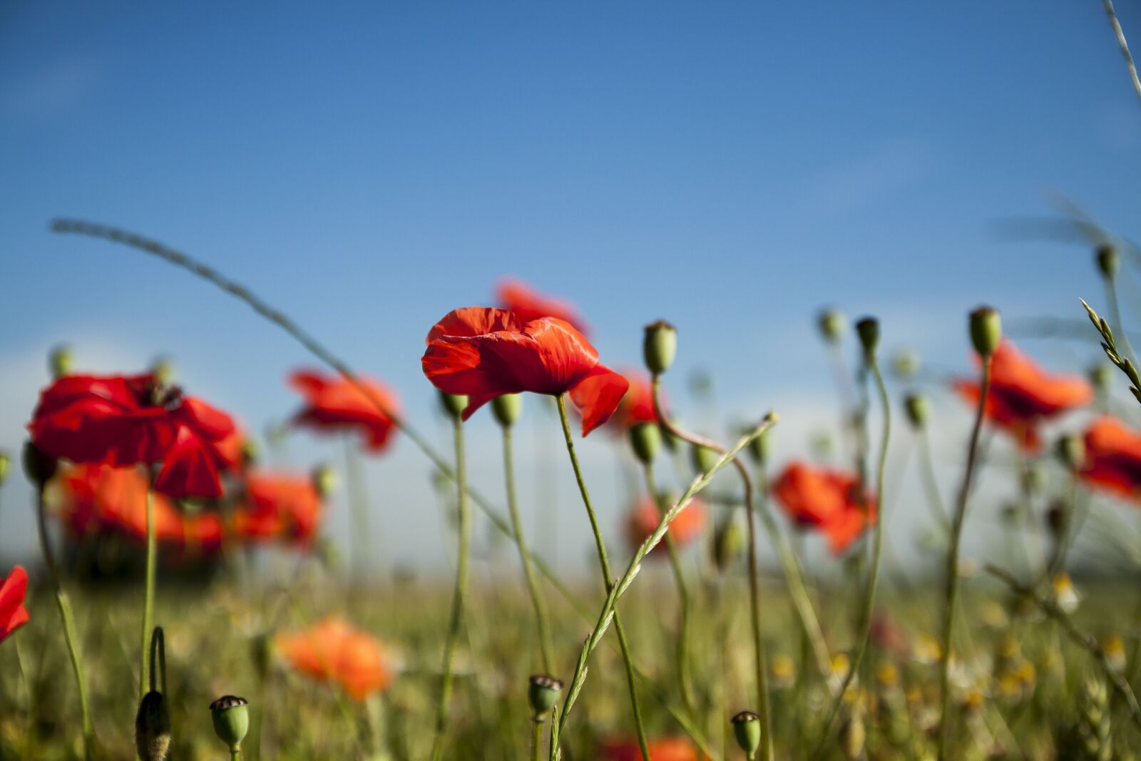 Canon EOS 50D sample photo. Poppy, landscape, spring photography