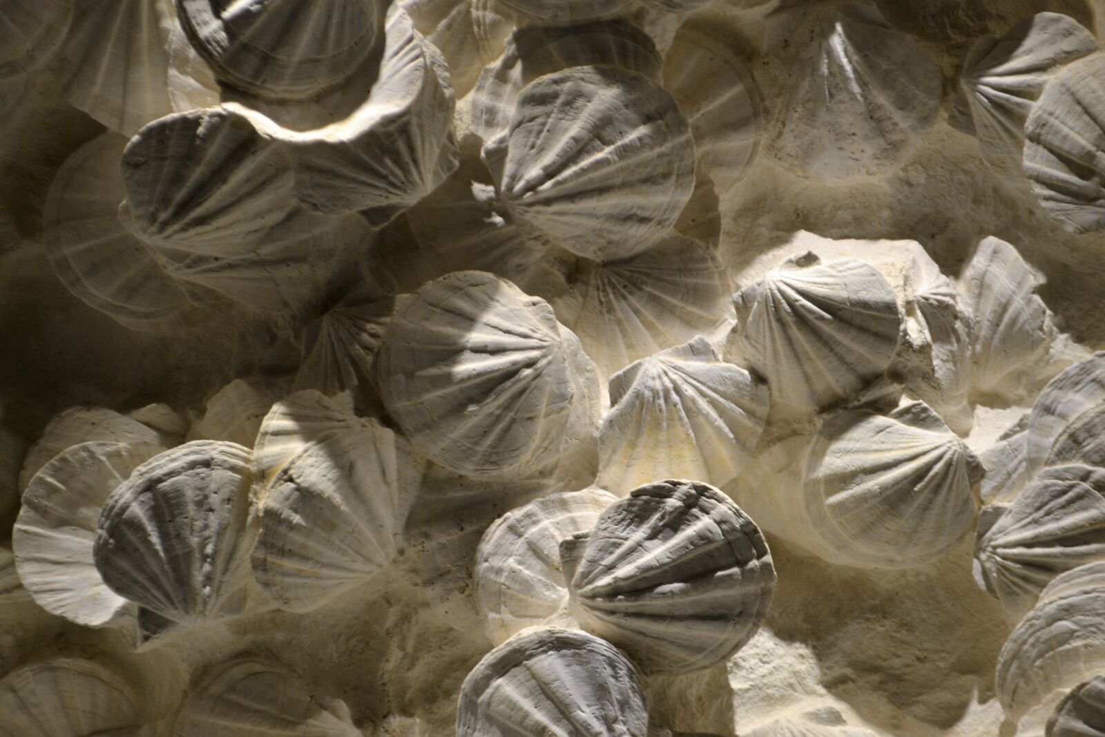 Nikon D3100 sample photo. Shell, sea, beach photography