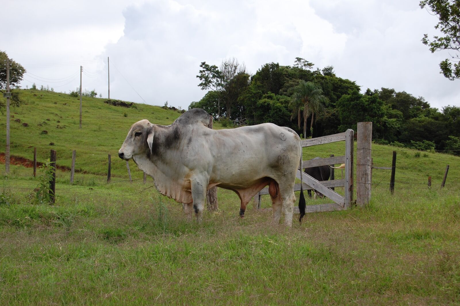 Nikon D40 sample photo. Cows, bois, nature photography
