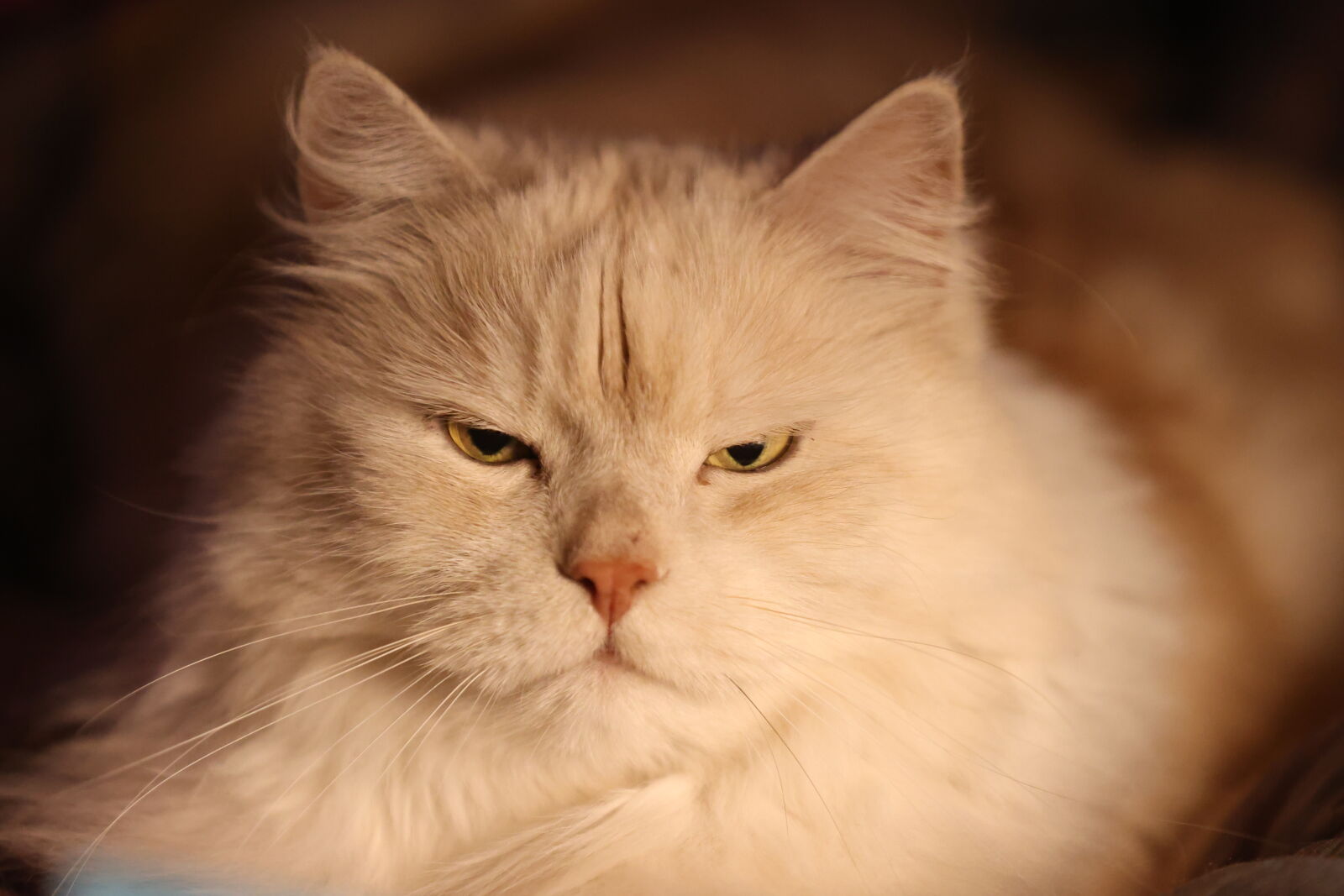 Canon EF 70-200mm F2.8L IS III USM sample photo. Disapproving cat photography