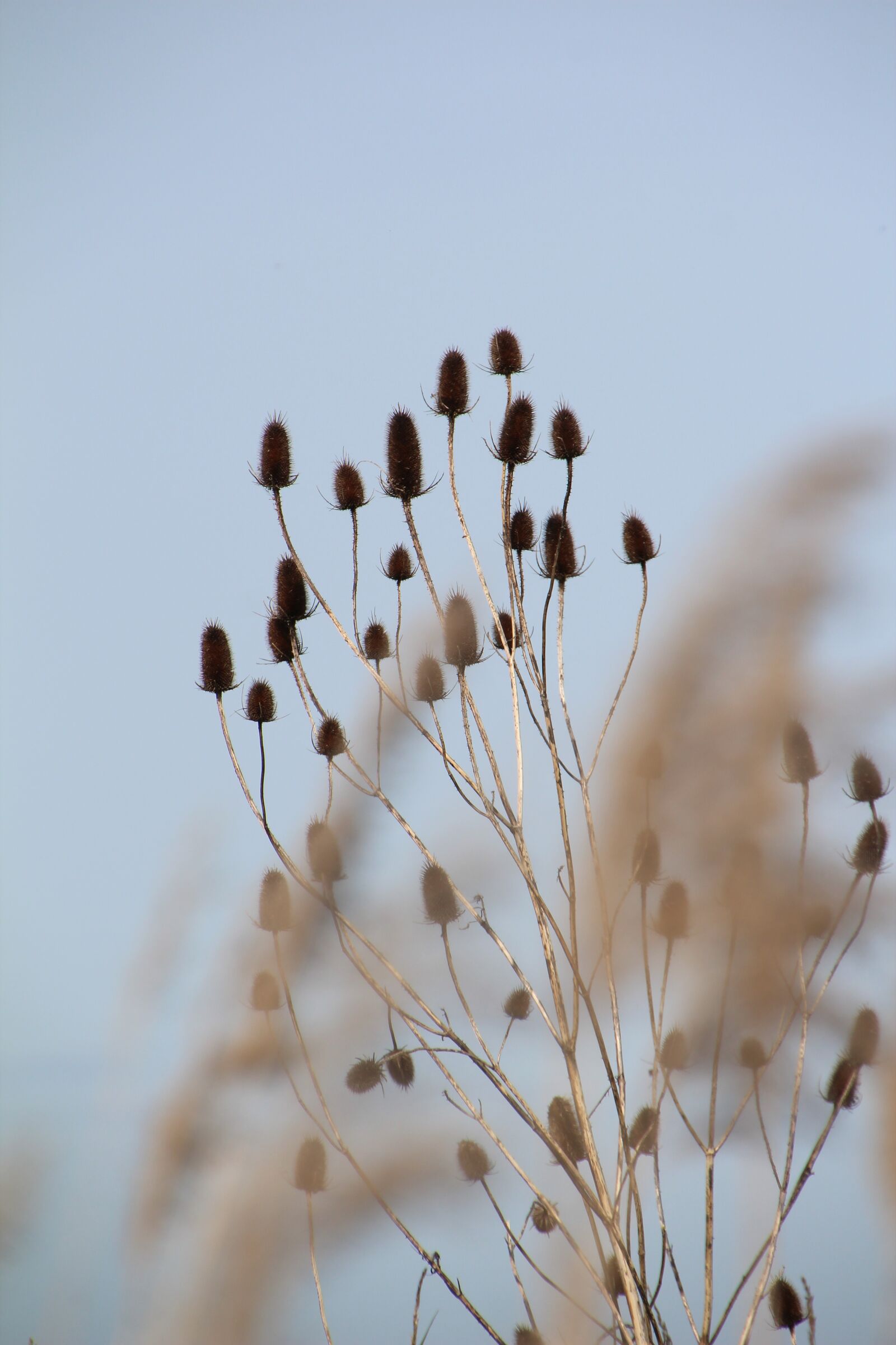 Canon EOS 600D (Rebel EOS T3i / EOS Kiss X5) sample photo. Thistle, flowers dry, nature photography
