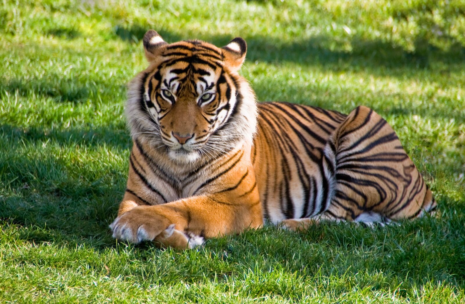 Sony Alpha DSLR-A700 sample photo. Tiger, rest, animal photography