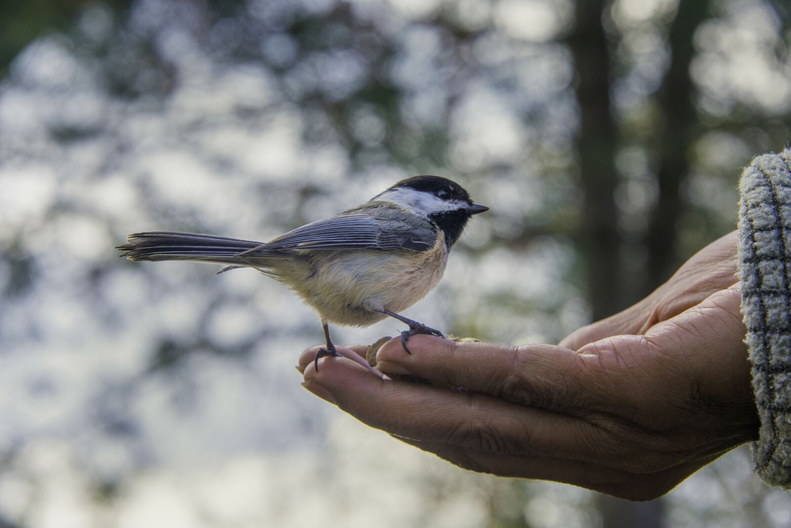 Nikon D800 sample photo. Birds, wildlife, hand photography