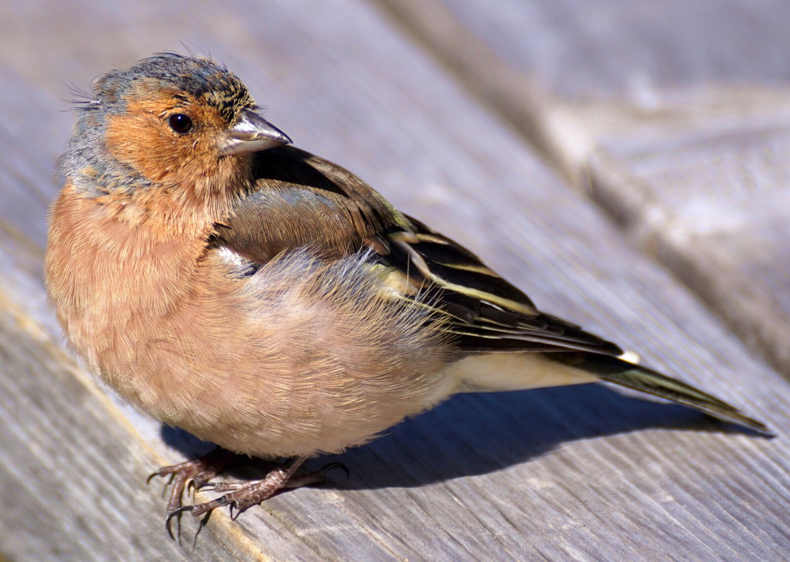 Sony DT 55-300mm F4.5-5.6 SAM sample photo. Chaffinch, bird, fink photography