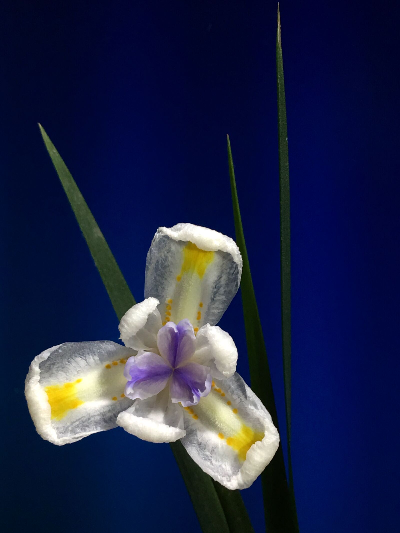 iPhone 6s Plus back camera 4.15mm f/2.2 sample photo. White flower, white petals photography