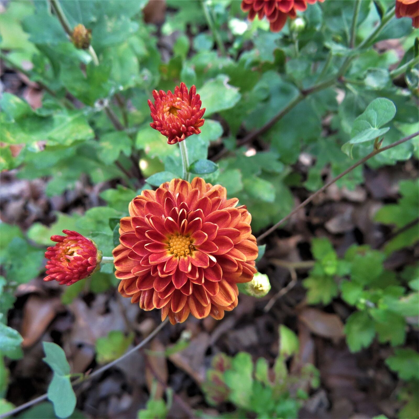 Canon PowerShot SX50 HS sample photo. Bloom, orange, flowers photography