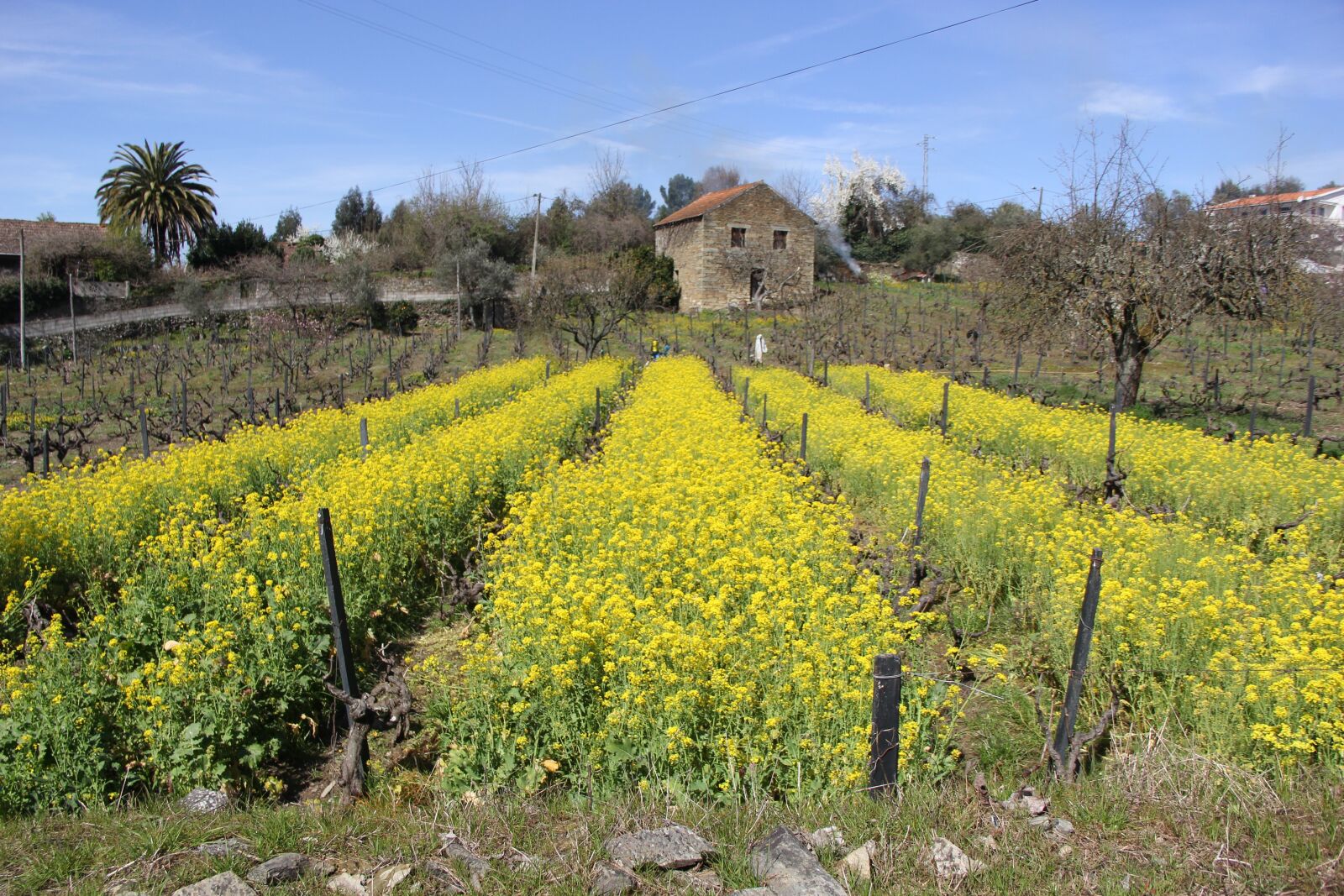 Canon EF-S 18-135mm F3.5-5.6 IS sample photo. Portugal, flowers, village photography
