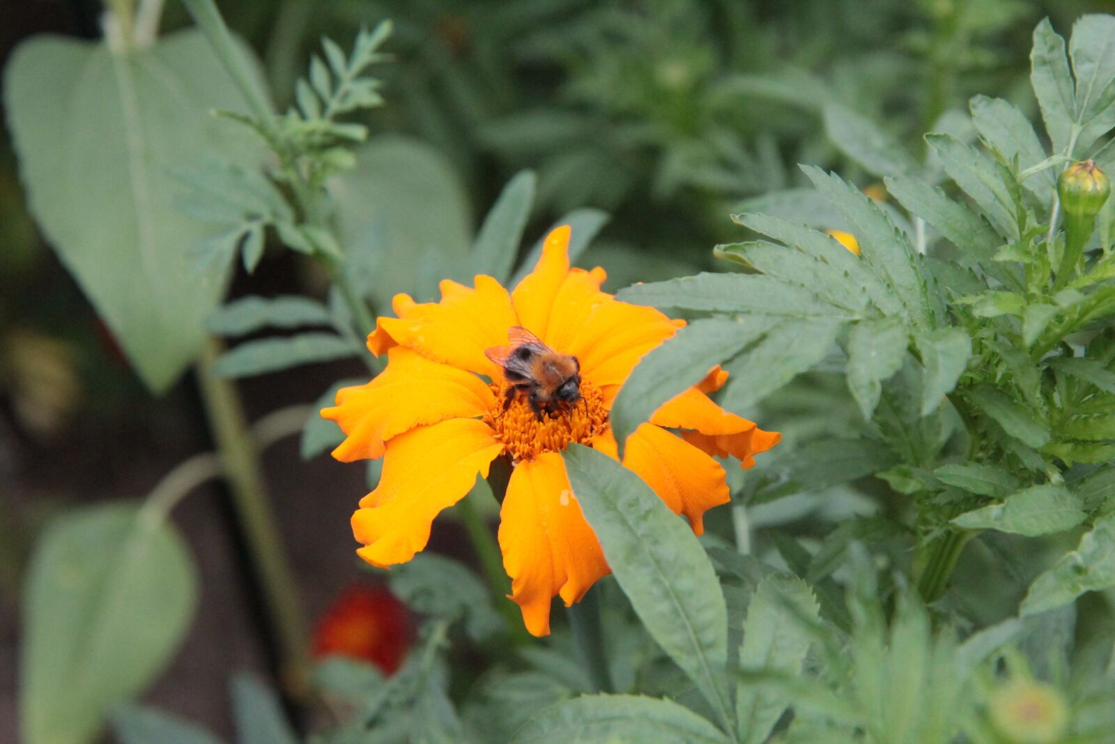 Canon EOS 600D (Rebel EOS T3i / EOS Kiss X5) sample photo. Insect, pollen, rose of photography