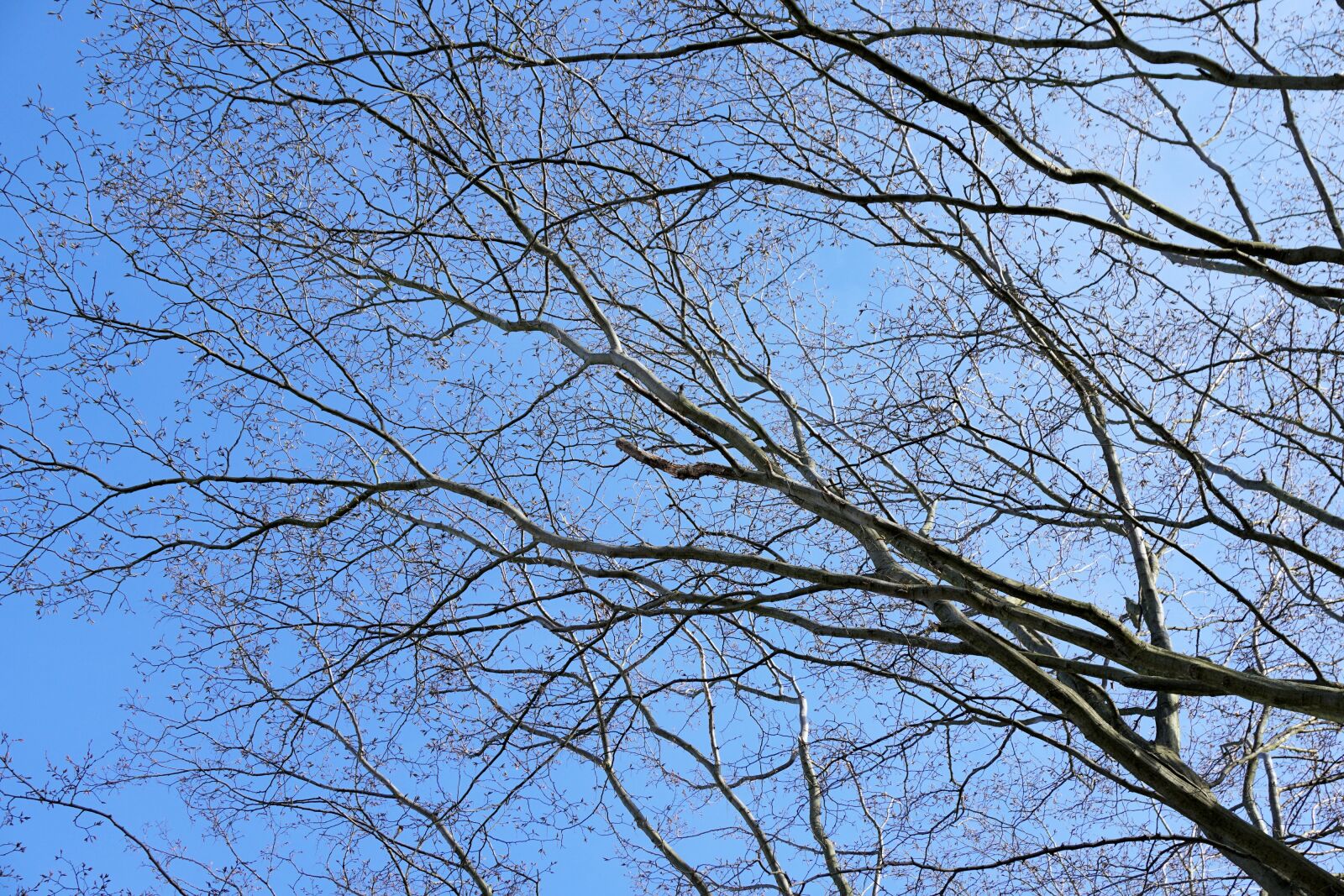 Sony a6000 sample photo. Aesthetic, tree branches, wood photography