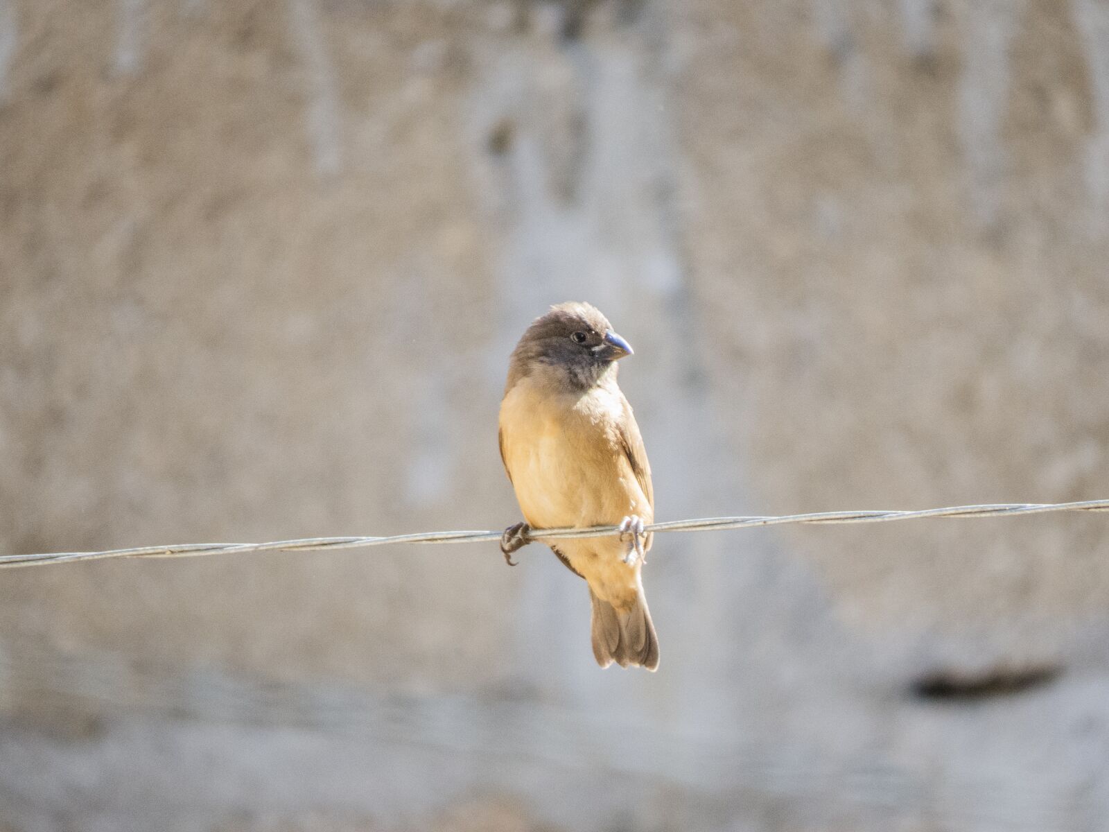 Canon PowerShot SX50 HS sample photo. Sparrow, bird, animal photography